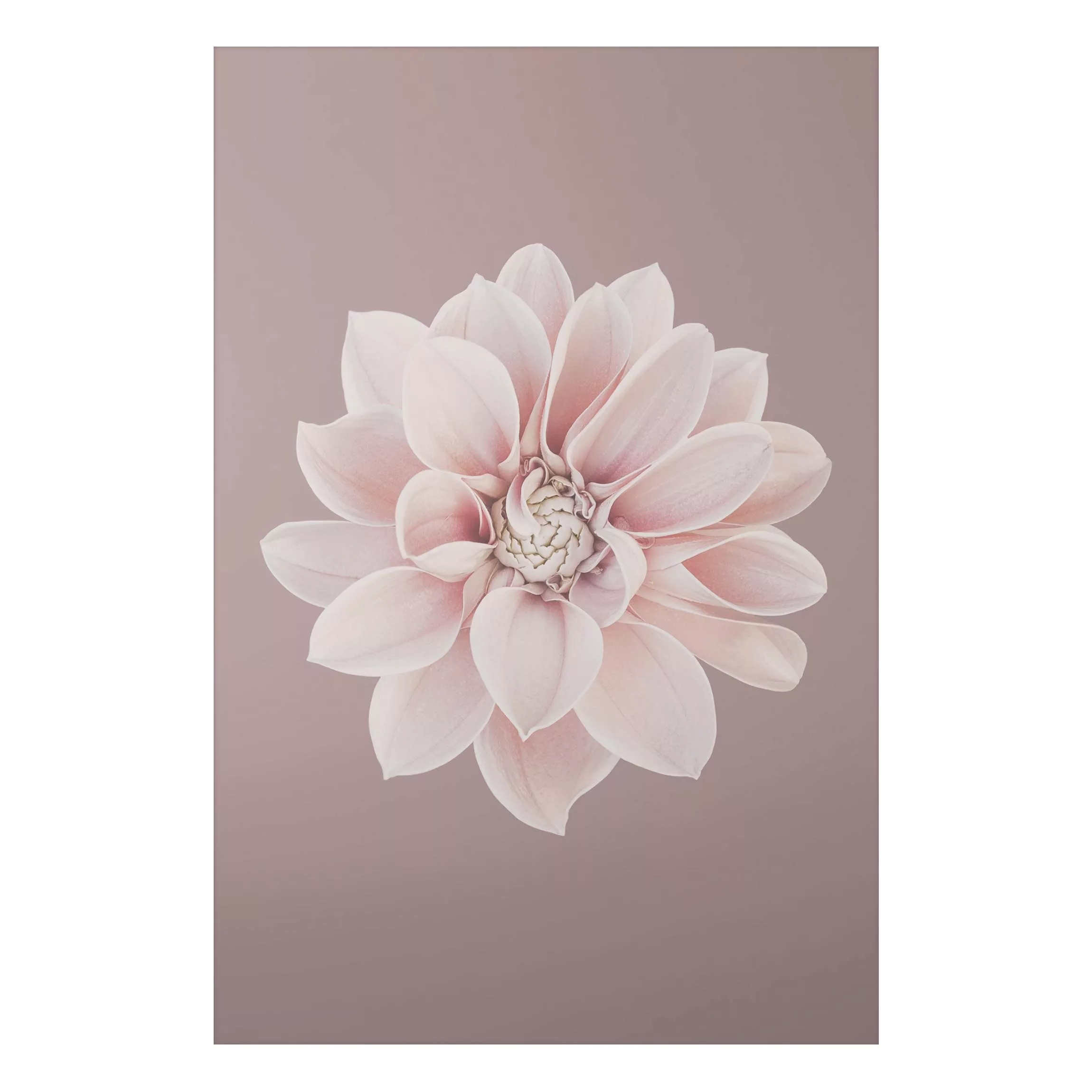 Alu-Dibond Bild Dahlie Blume Lavendel Weiß Rosa günstig online kaufen