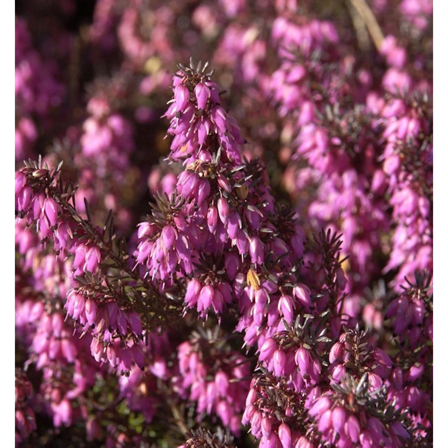 10x Winterheide Challenger - Erica carnea günstig online kaufen