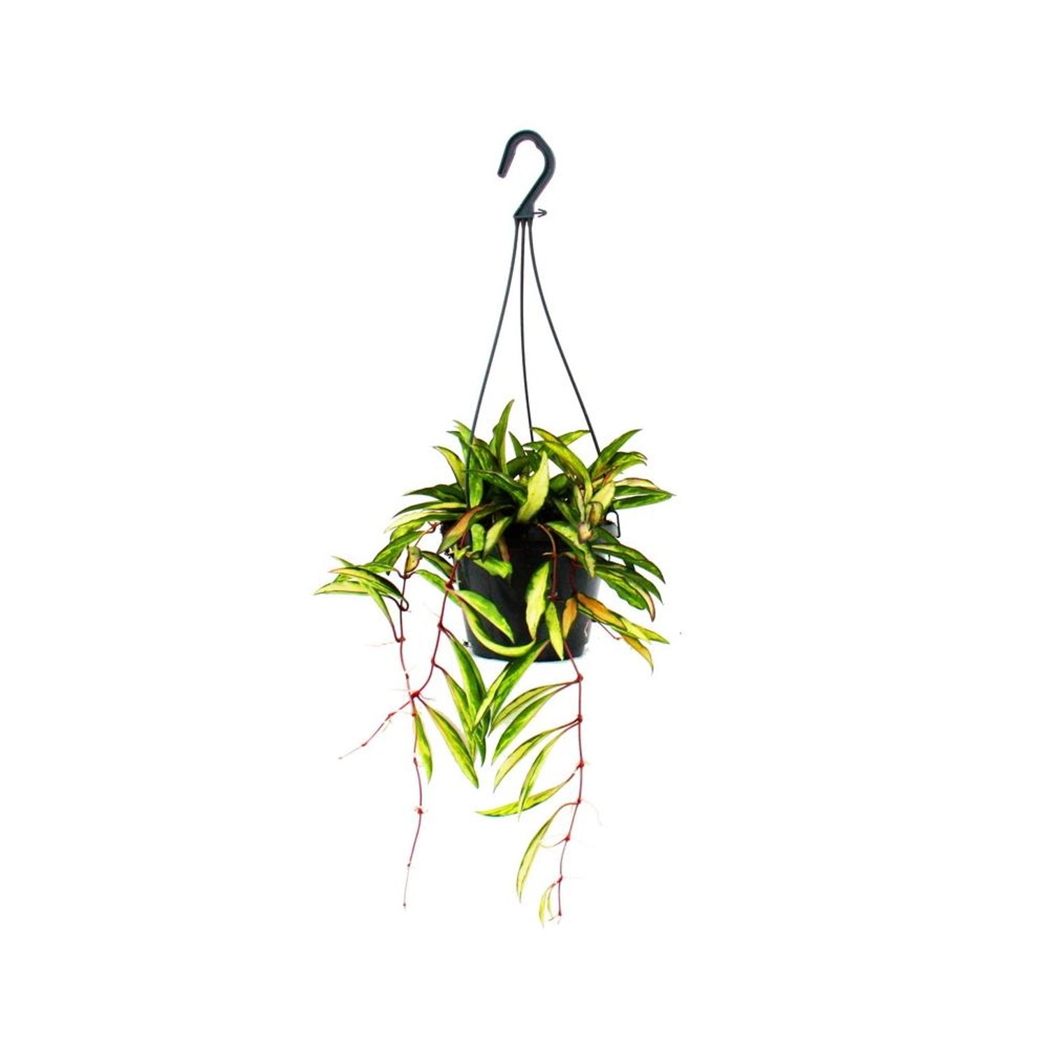 Exotenherz Zimmerpflanze zum Hängen Hoya Wayetii Tricolor Wachsblume 14cm A günstig online kaufen