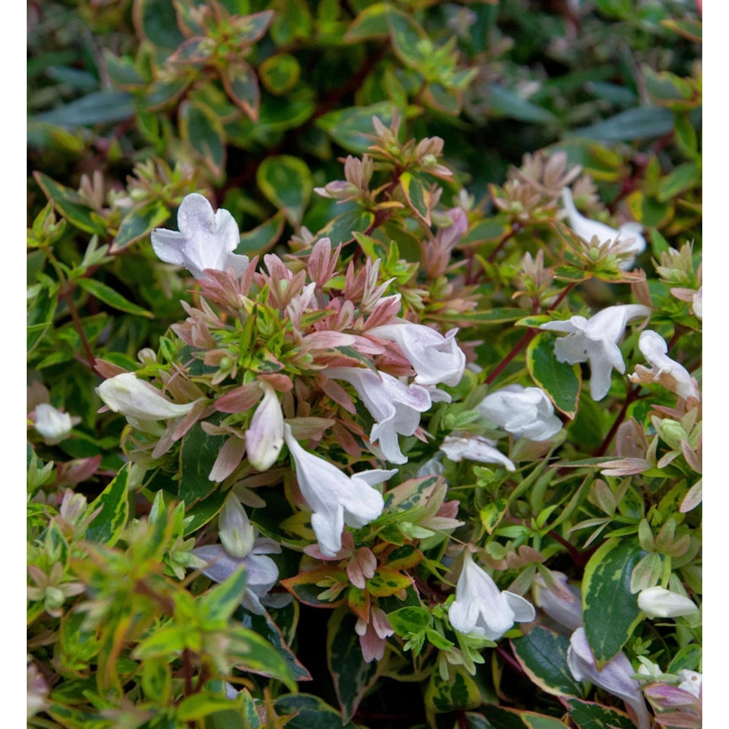 Großblumige Abelie Sunshine Daydream 30-40cm - Abelia grandiflora günstig online kaufen