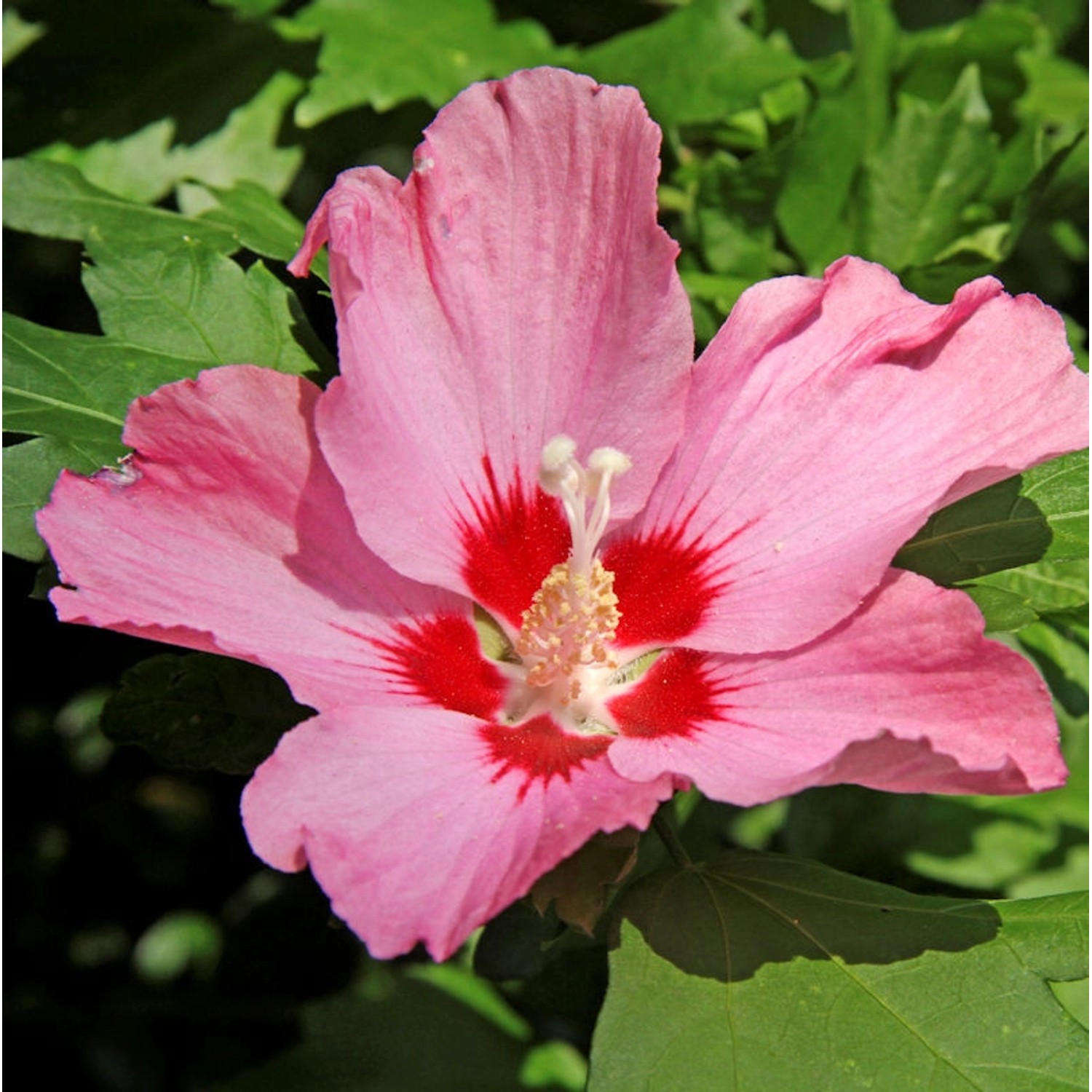 Garteneibisch Silke 80-100cm - Hibiscus syriacus günstig online kaufen