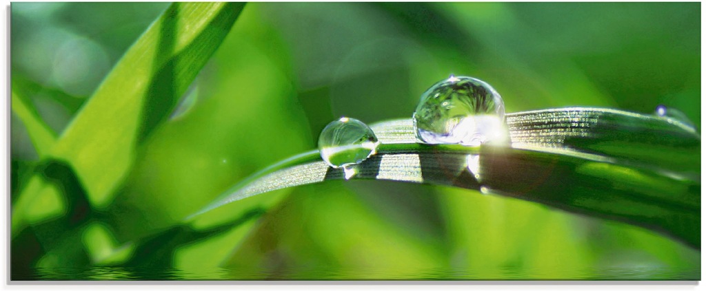 Artland Glasbild "Grüner Hintergrund mit Gras", Gräser, (1 St.), in verschi günstig online kaufen