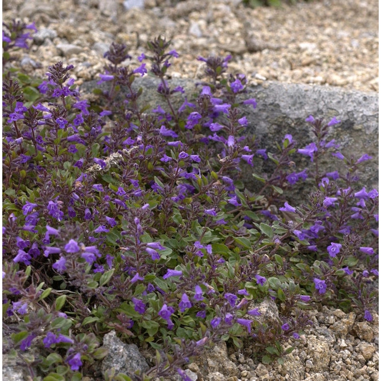 Alpen Steinquendel - Clinopodium alpinus günstig online kaufen