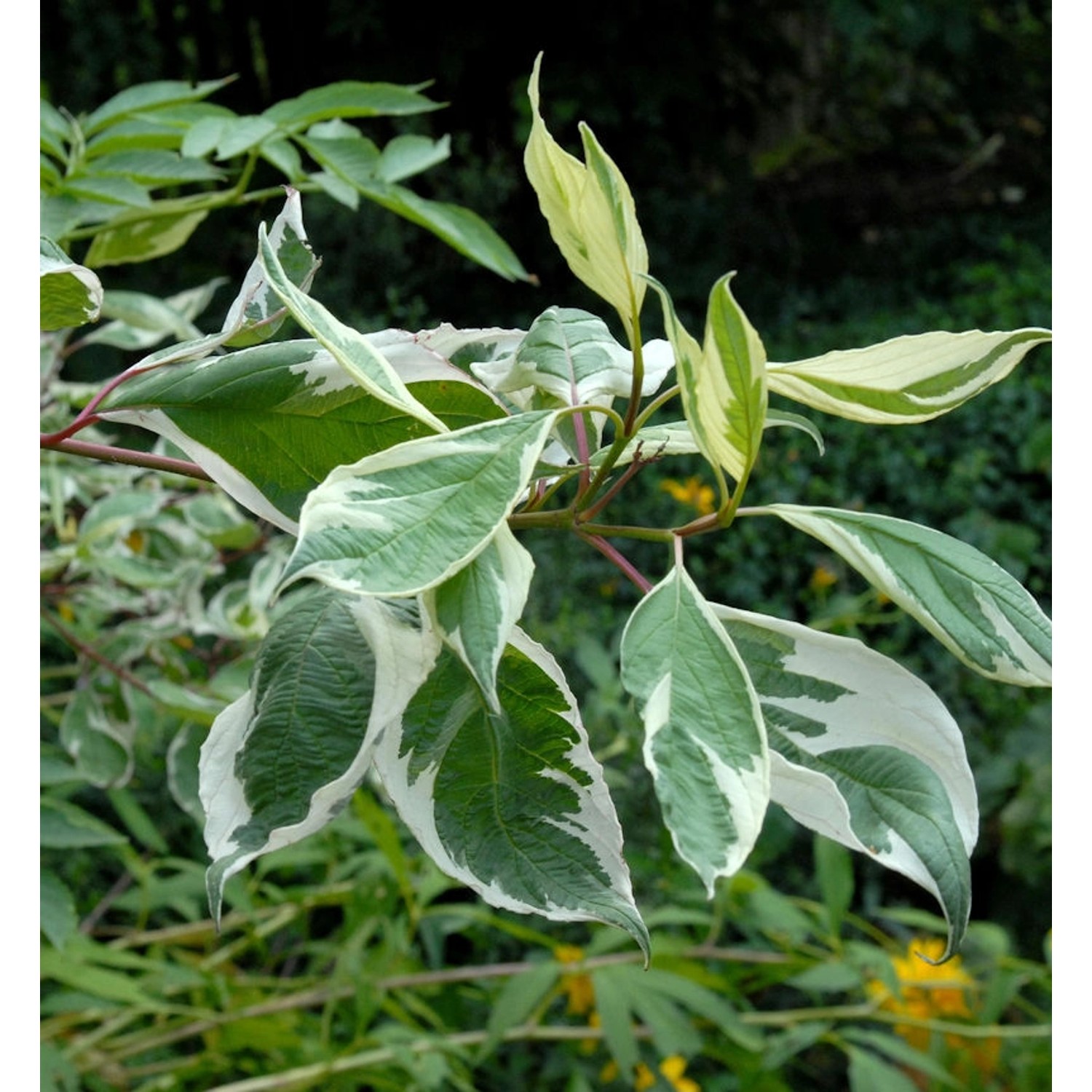 Weißbunter Hartriegel 100-125cm - Cornus alba günstig online kaufen