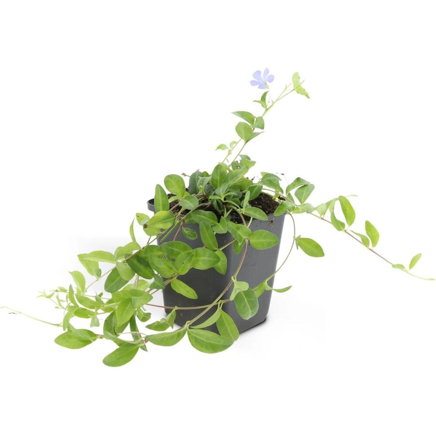 Exotenherz Bodendecker Kleinblättriges Immergrün Vinca Minor La Grave 9cm T günstig online kaufen