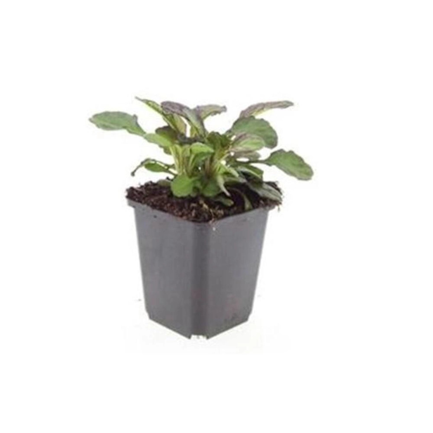 Exotenherz Bodendecker Großblättriger Günsel Ajuga Reptans Catlins Giant 9c günstig online kaufen