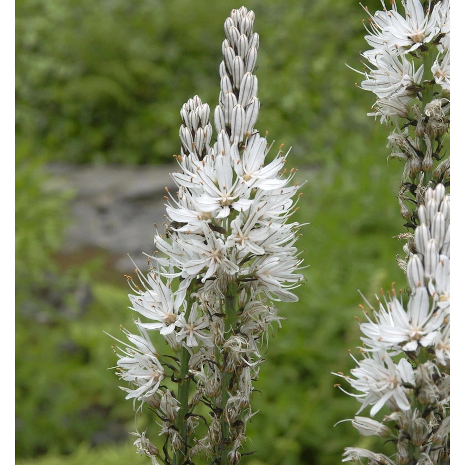 Affodill Albus - Asphodelus albus günstig online kaufen