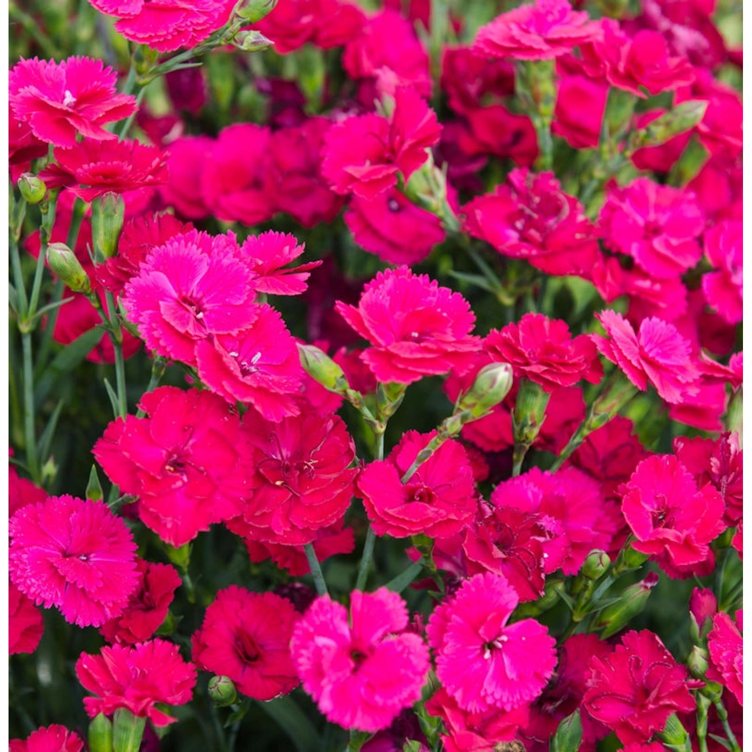 Federnelke Whatfield Magenta - Dianthus plumarius günstig online kaufen