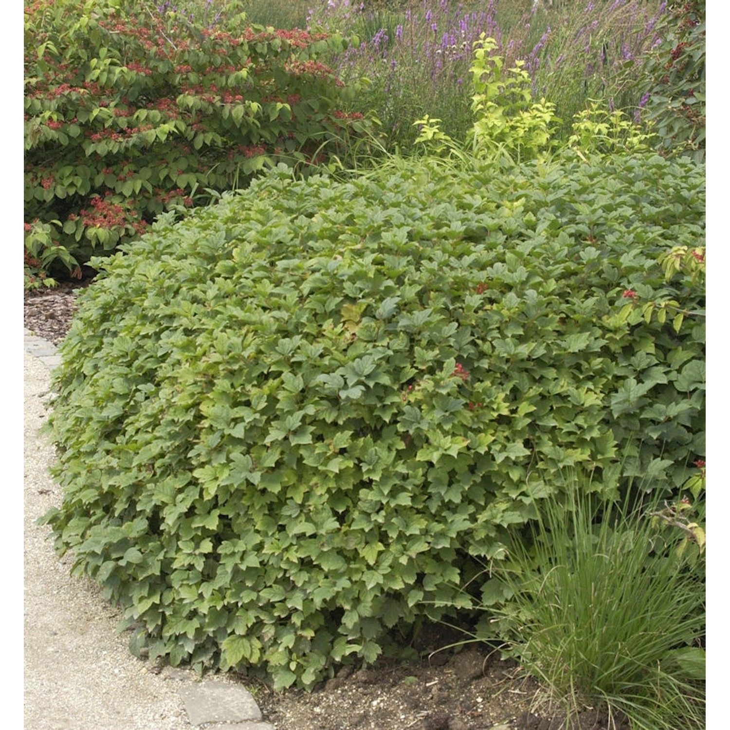 Wasser-Schneeball Nanum 60-80cm - Viburnum opulus günstig online kaufen