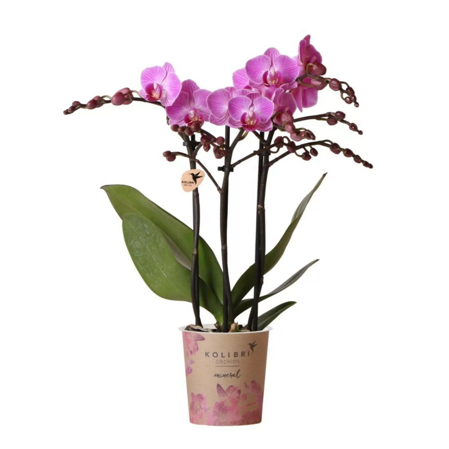 Kolibri Orchids Lila/Rosa Phalaenopsis Orchidee Mineral Vienna Topfgröße 9c günstig online kaufen