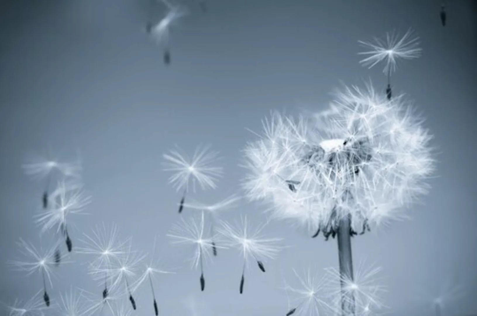 Papermoon Fototapete »Dandelion in the Wind« günstig online kaufen