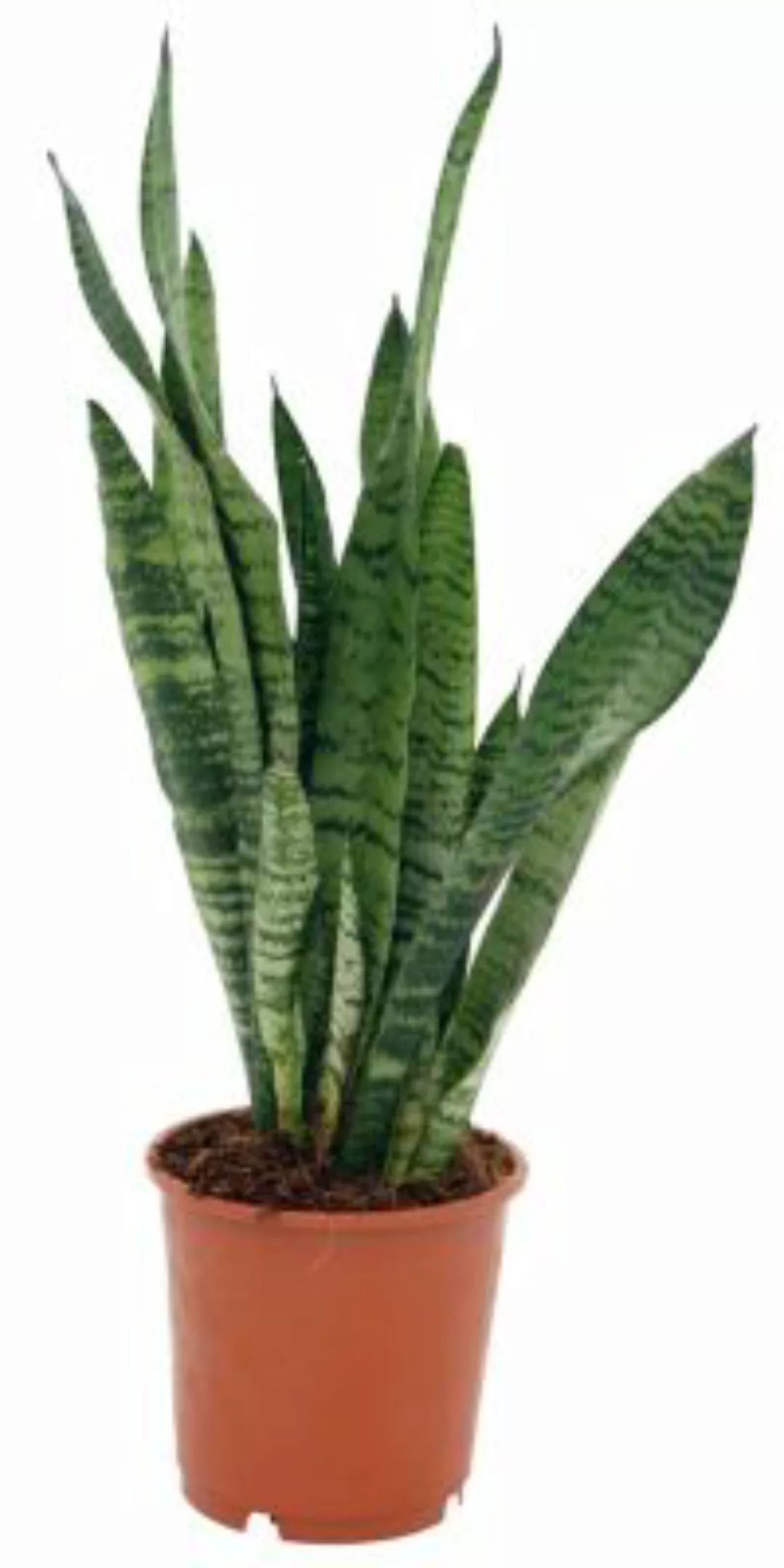 Gärtnerei Müller Sanseveria, (Sanseveria zeylanica), ca. 50cm hoch, 14cm To günstig online kaufen