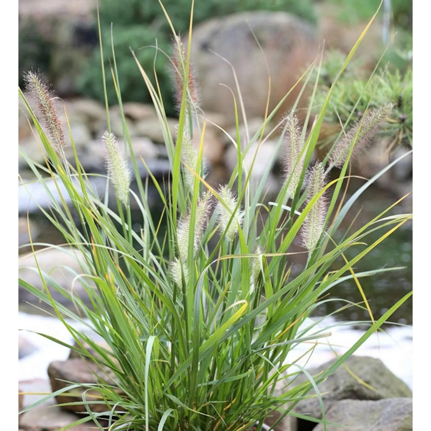 Lampenputzergras Red Head - großer Topf - Pennisetum alopecuroides günstig online kaufen