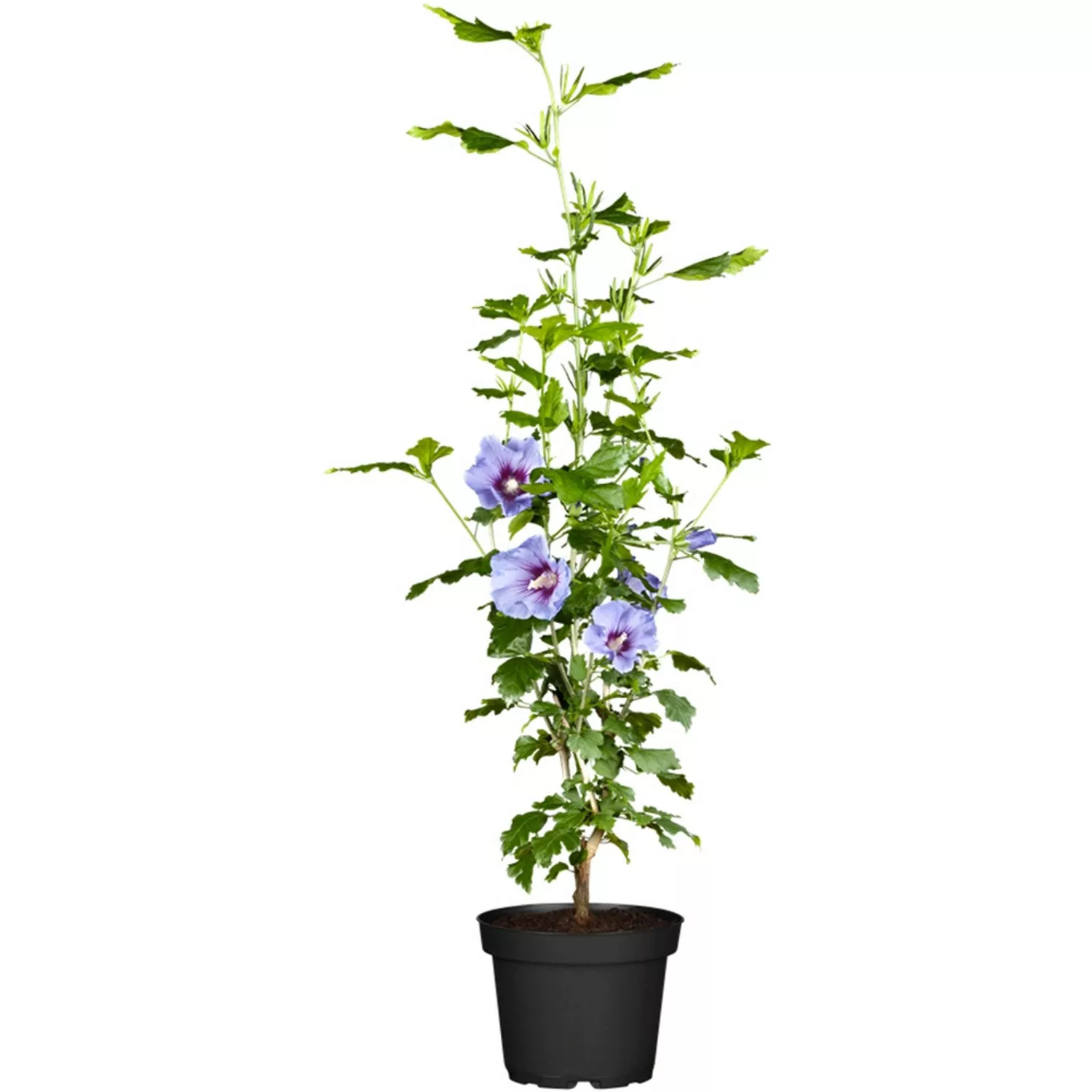 OBI Roseneibisch Blau Höhe ca. 30 - 40 cm Topf ca. 3 l Hibiscus günstig online kaufen