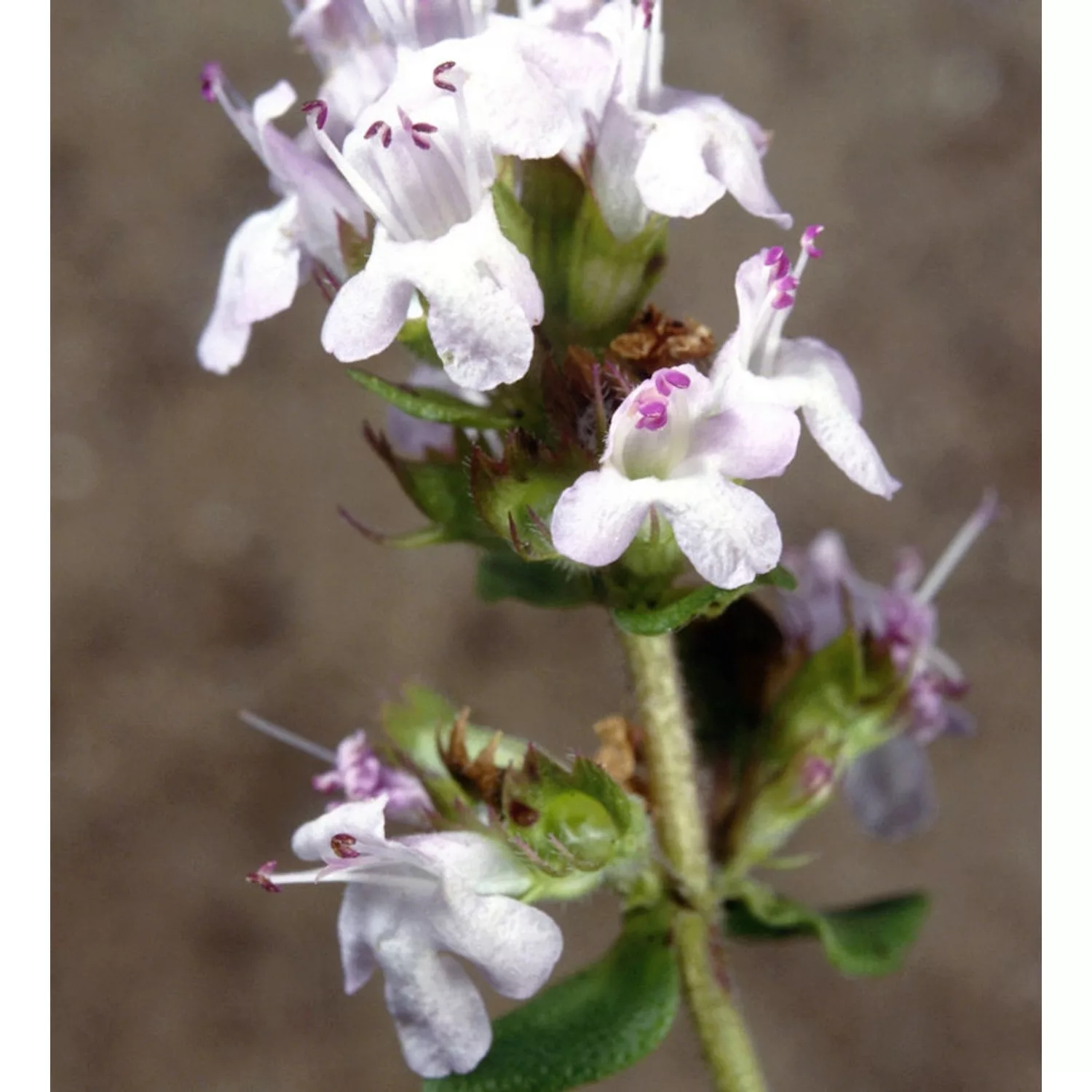 Weisser Polsterthymian - Thymus praecox günstig online kaufen