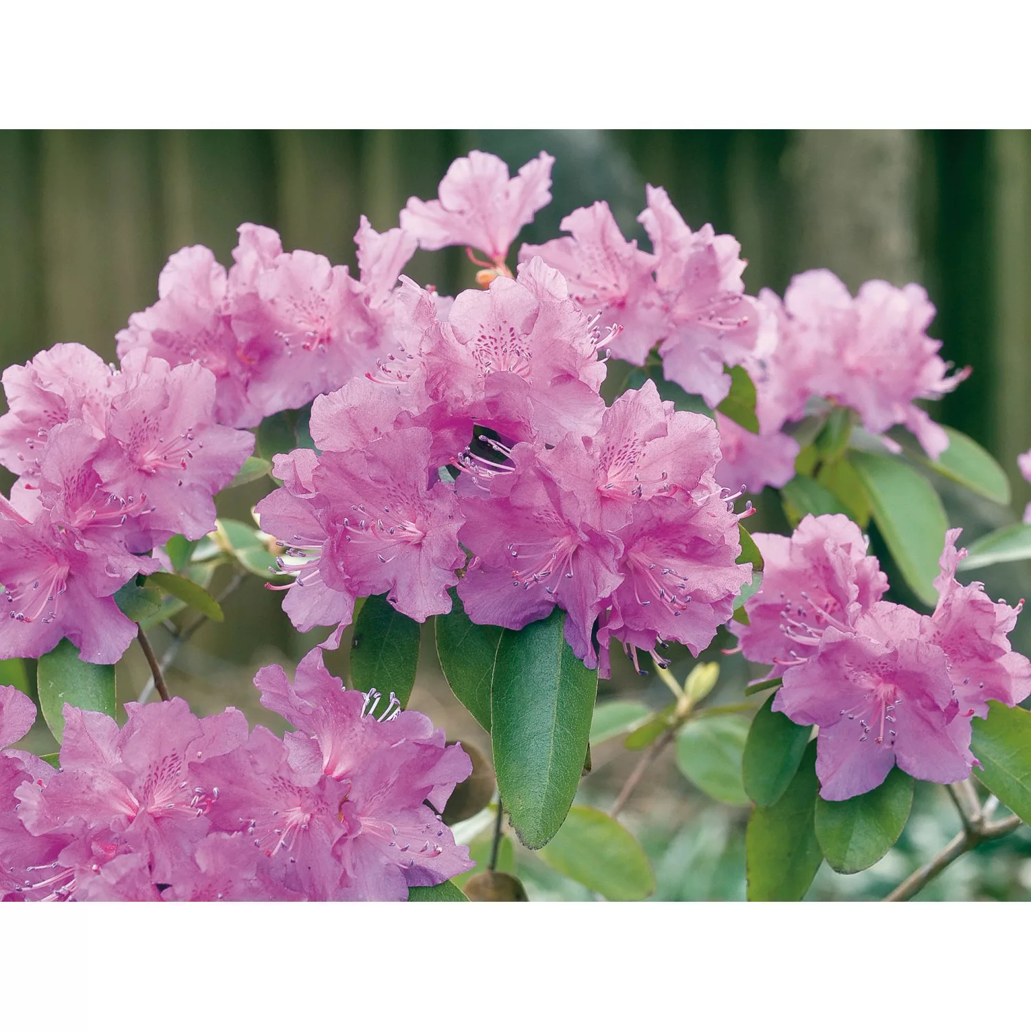 OBI Alpenrose P.J.Mezitt Lila Höhe ca. 30 - 40 cm Topf ca. 4 l Rhododendron günstig online kaufen