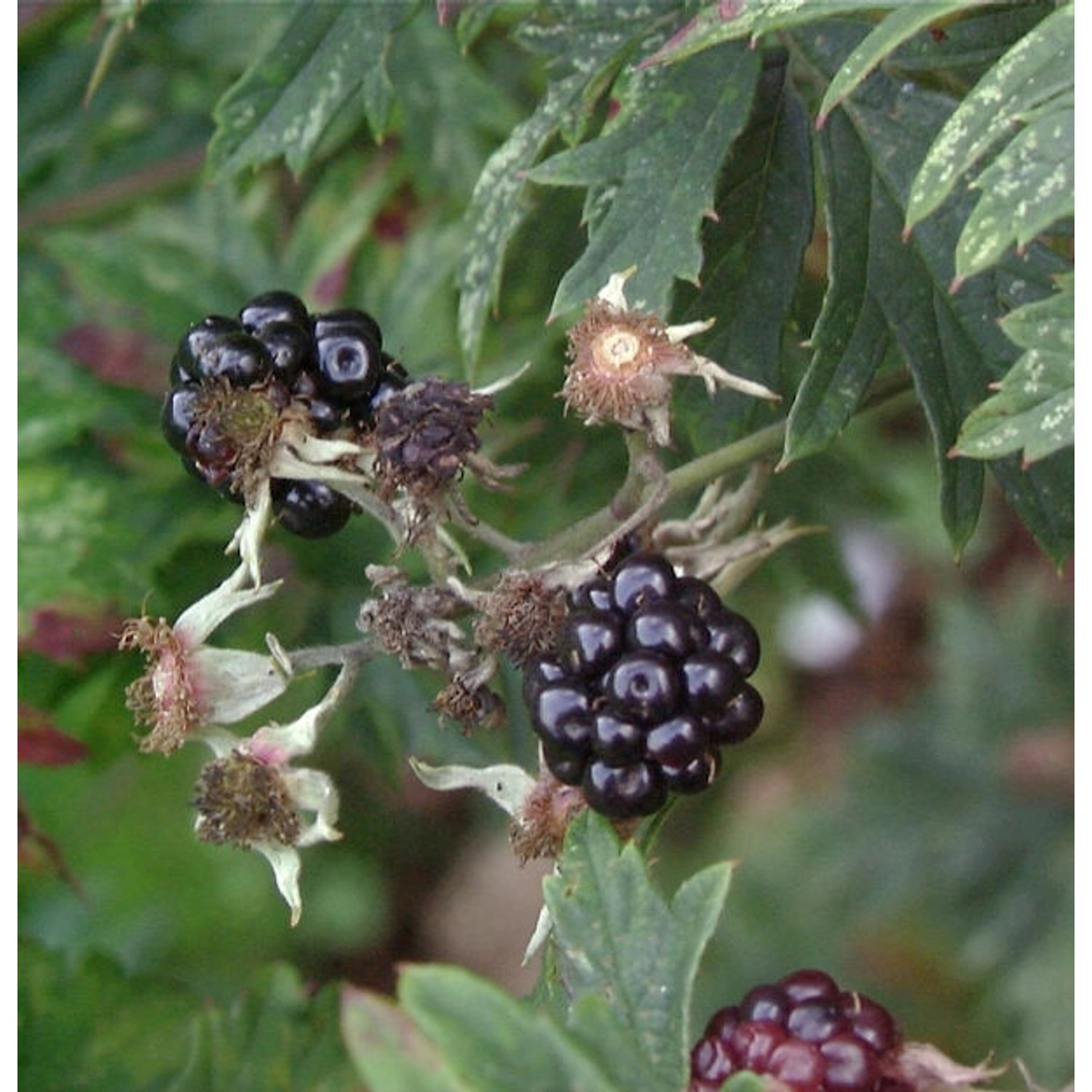 Brombeere Thornfree - Rubus fruticosus günstig online kaufen