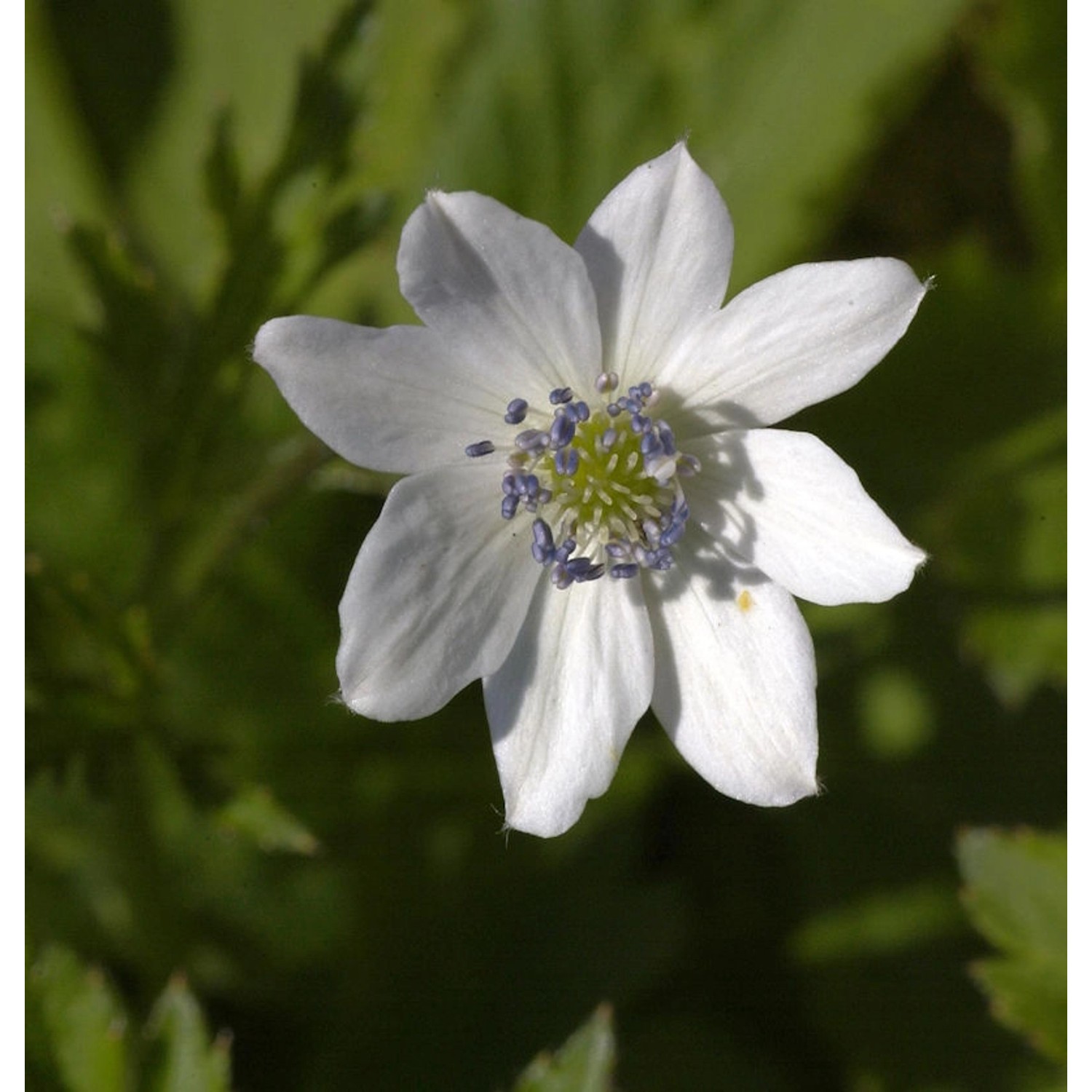 China Anemone - Anemone leveillei günstig online kaufen