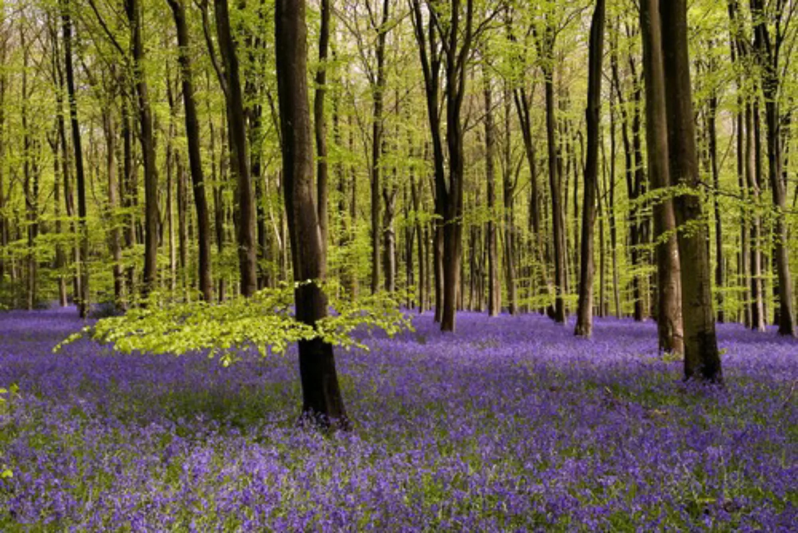 Papermoon Fototapete »Wald mit Blumenwiese« günstig online kaufen