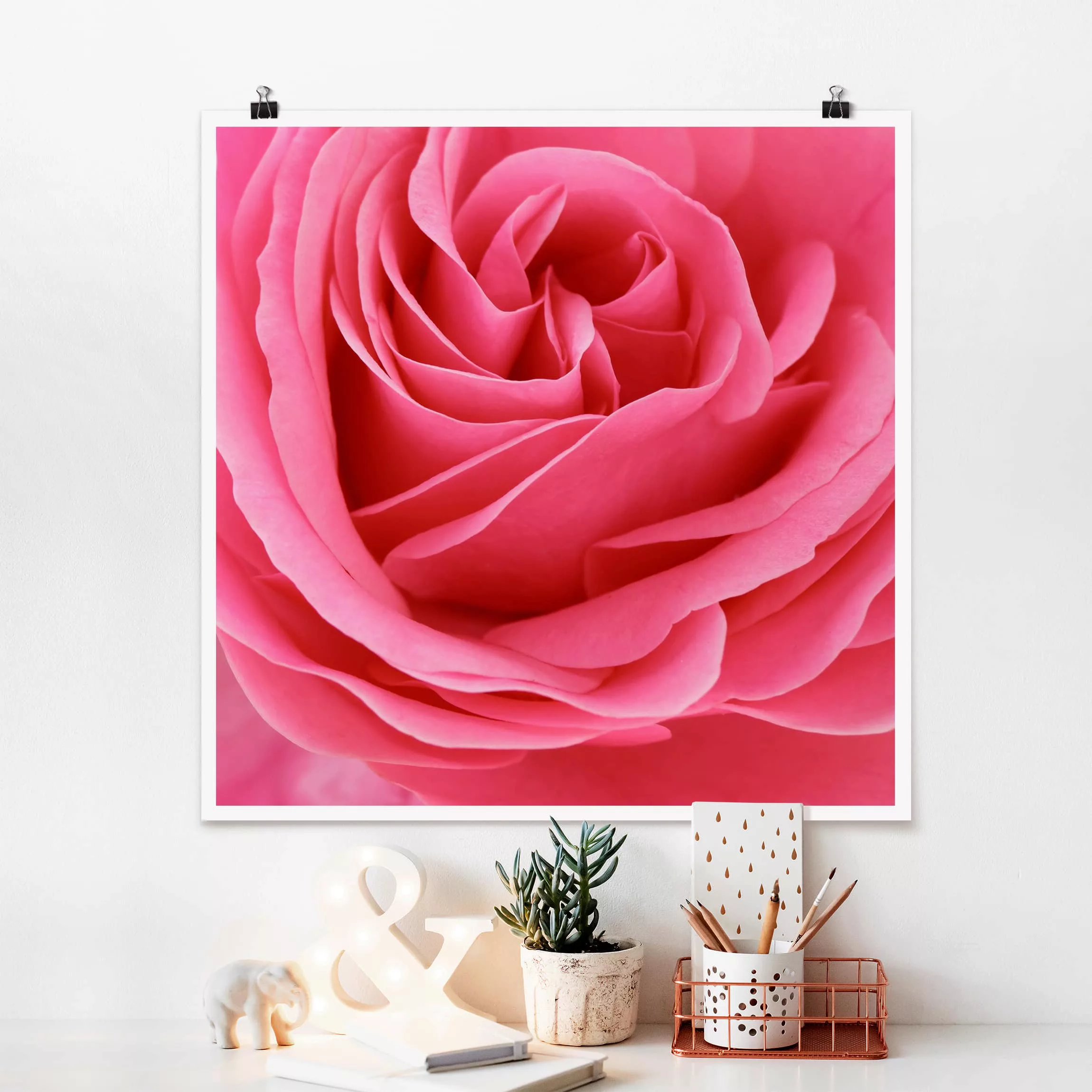 Poster Blumen - Quadrat Lustful Pink Rose günstig online kaufen