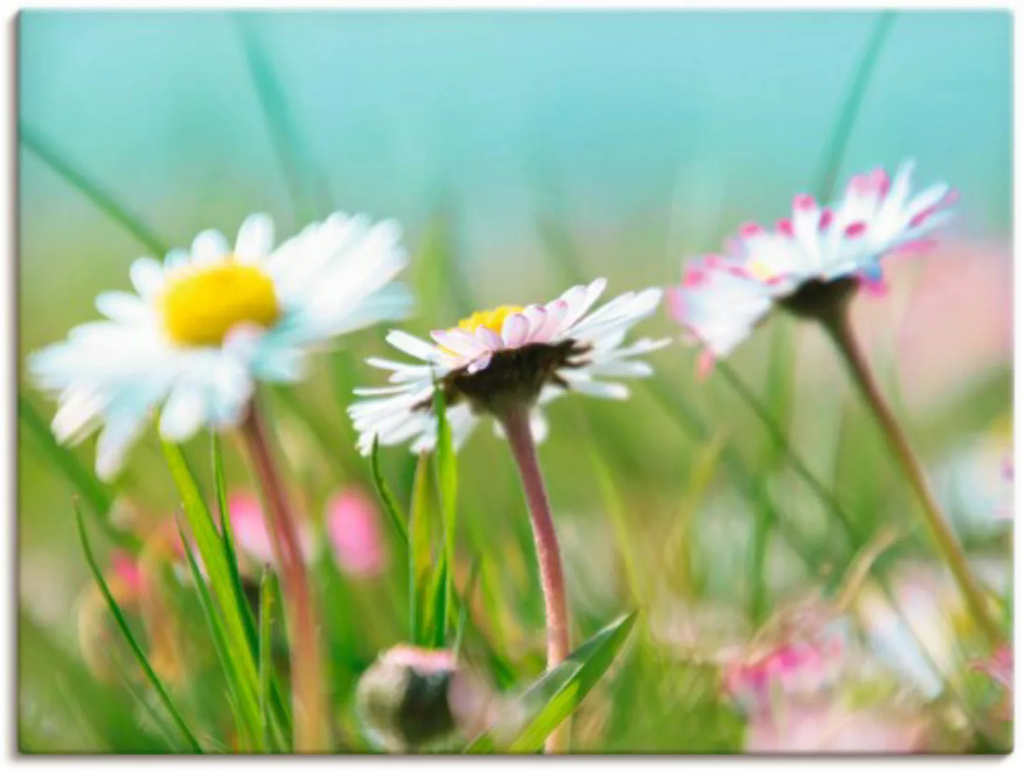 Artland Leinwandbild »Gänseblümchen Romantik«, Blumen, (1 St.), auf Keilrah günstig online kaufen