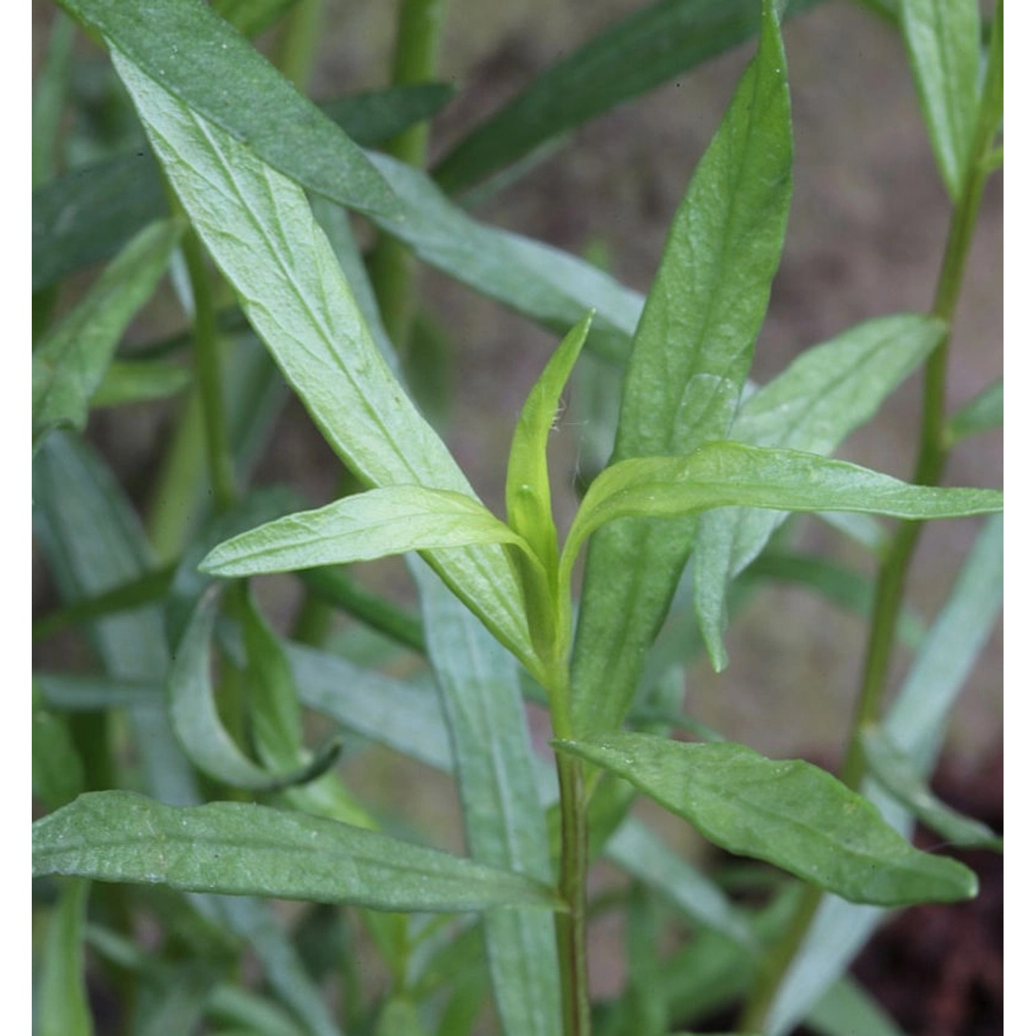 Deutscher Estragon French Terregon - Artemisia dracunculus günstig online kaufen