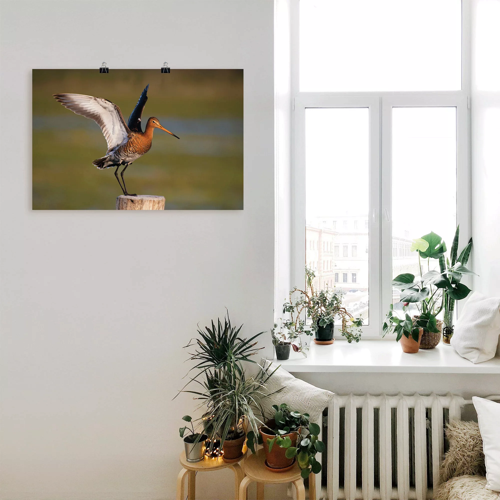 Artland Poster "Uferschnepfe im Landeanflug", Vogelbilder, (1 St.) günstig online kaufen