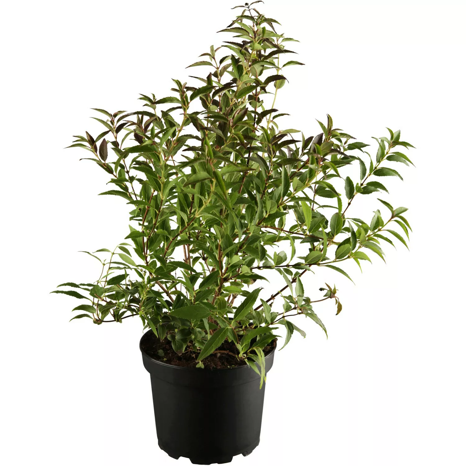 OBI Maiblumenstrauch Weiß Höhe ca. 30 - 50 cm Topf ca. 3,5 l Deutzia günstig online kaufen