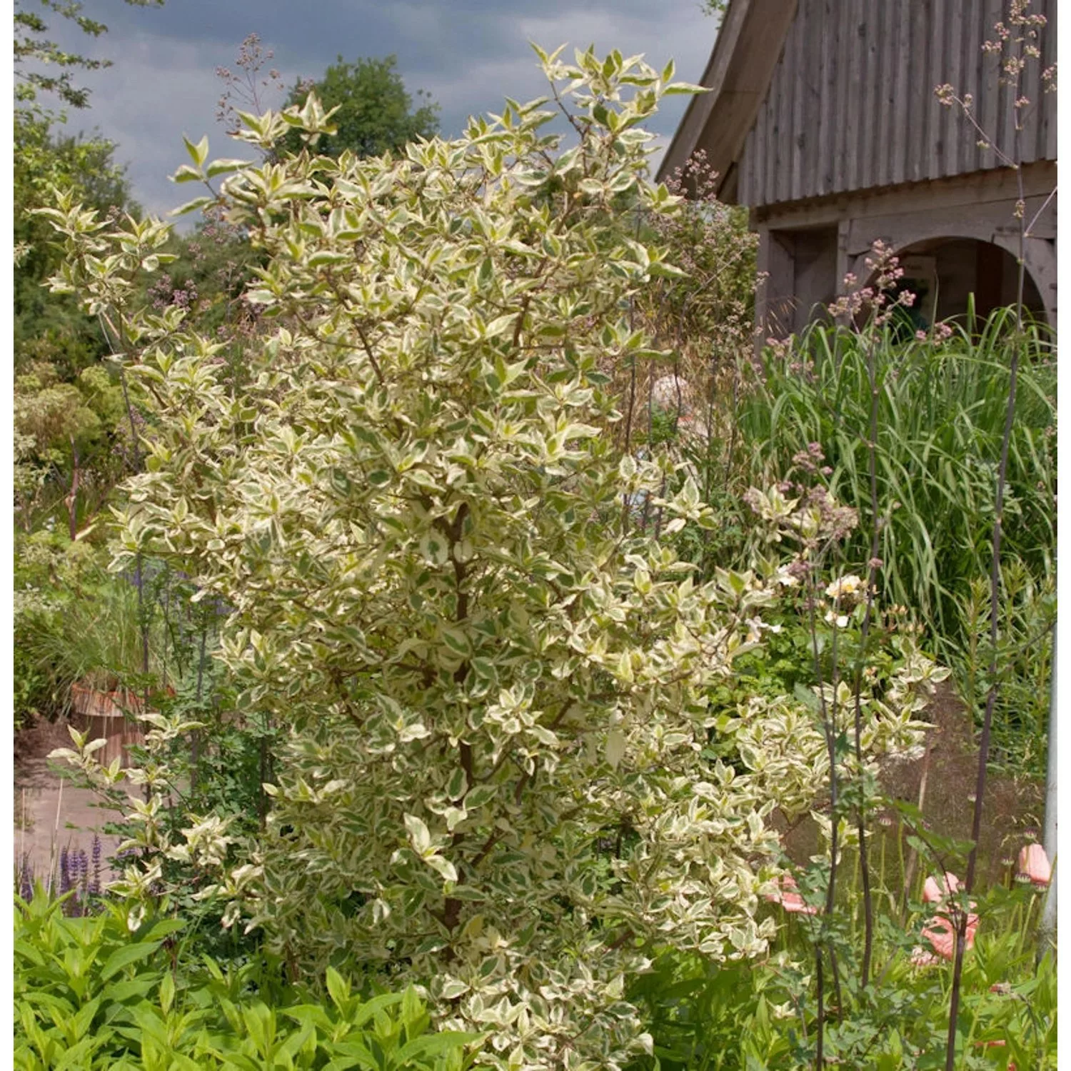 Hartriegel Golden Pinky Spot 60-80cm - Cornus alternifolia günstig online kaufen