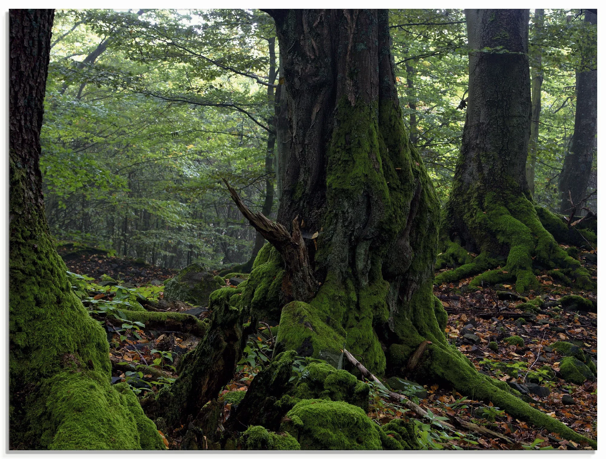 Artland Glasbild "Alte Bäume am Kraterrand", Wald, (1 St.), in verschiedene günstig online kaufen