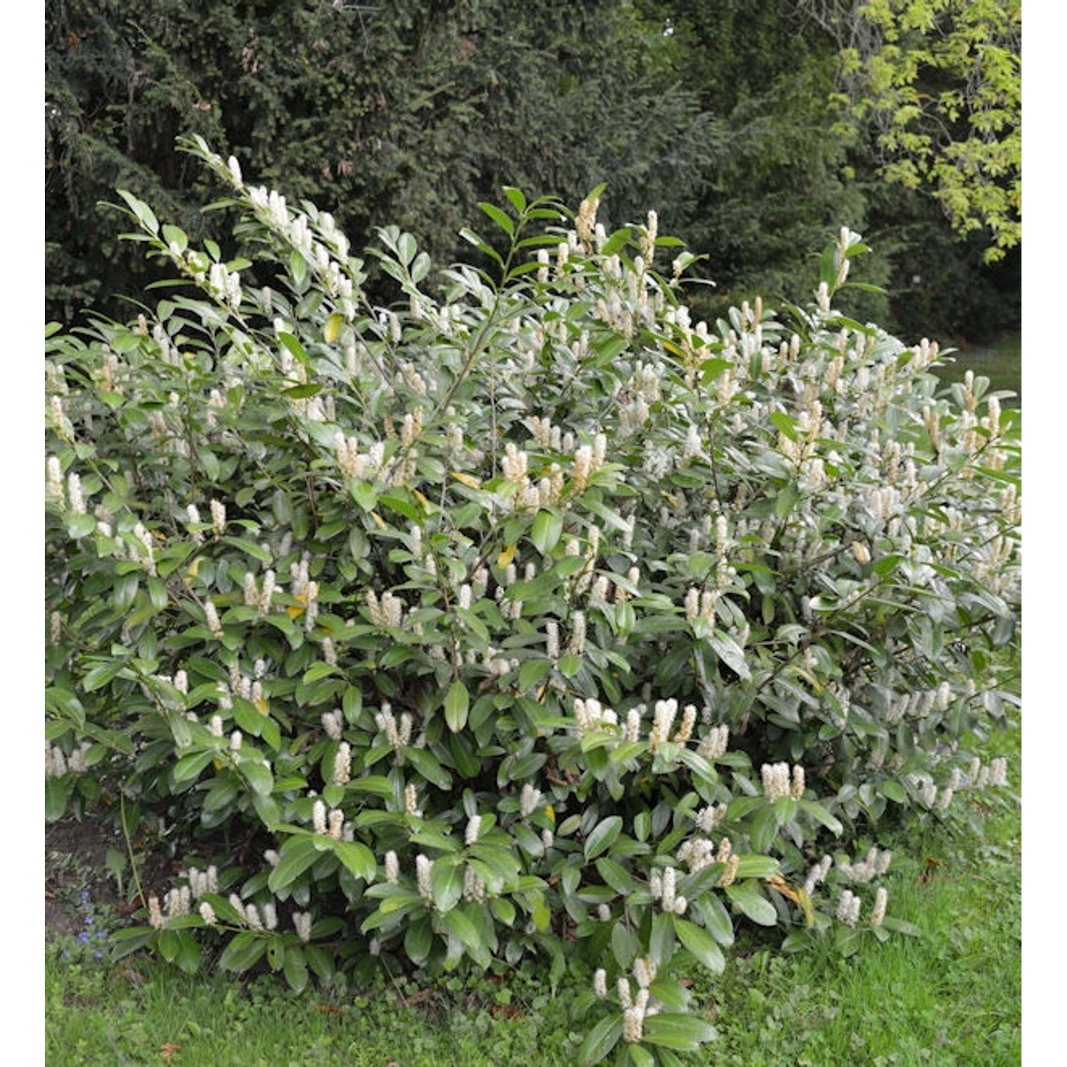 Zwerglorbeerkirsche Piri 20-25cm - Prunus laurocerasus günstig online kaufen