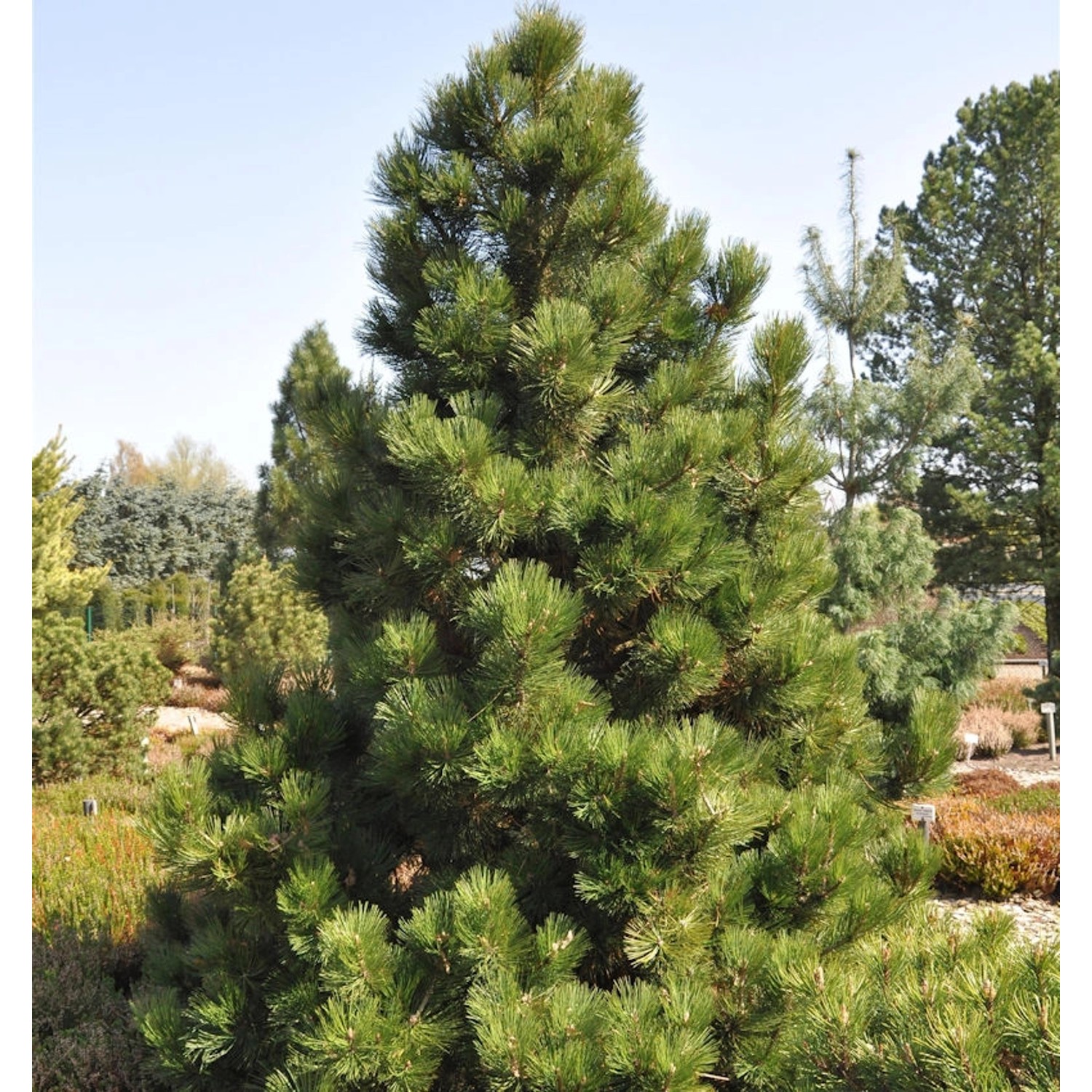 Bosnische Zwergkiefer Malinki 30-40cm - Pinus leucodermis günstig online kaufen