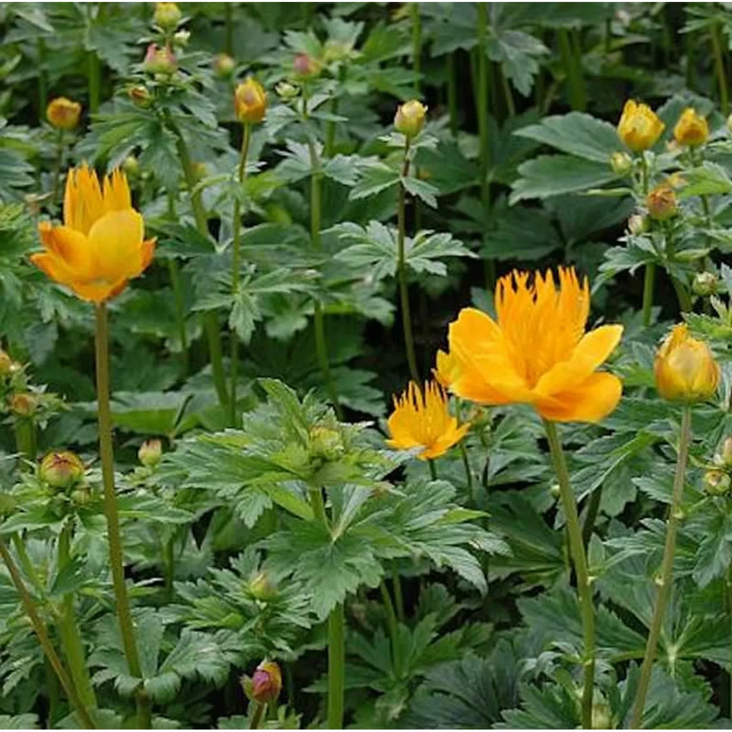 Trollblume Golden Queen - Trollius chinensis günstig online kaufen