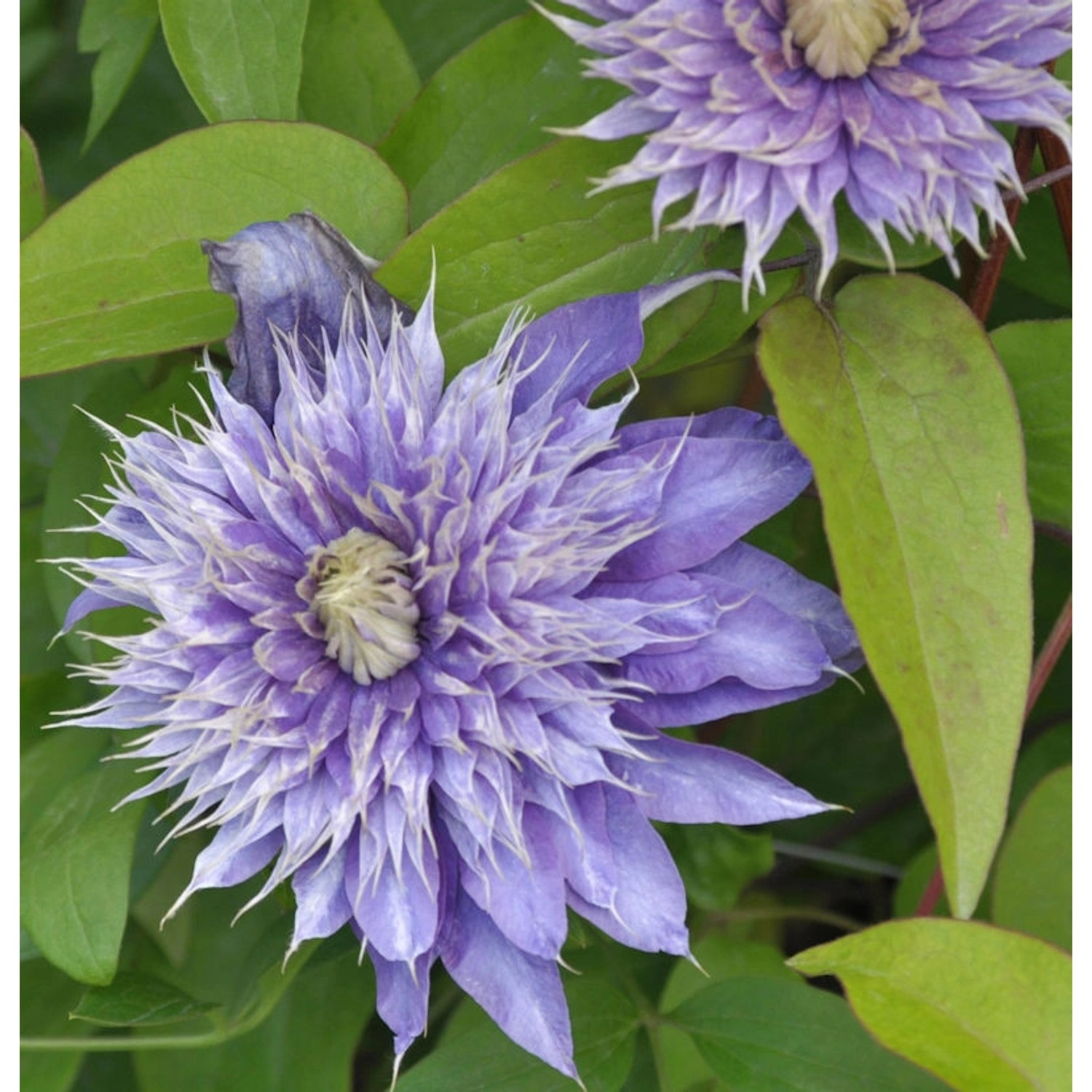 Waldrebe Kokonoe 60-80cm - Clematis viticella günstig online kaufen