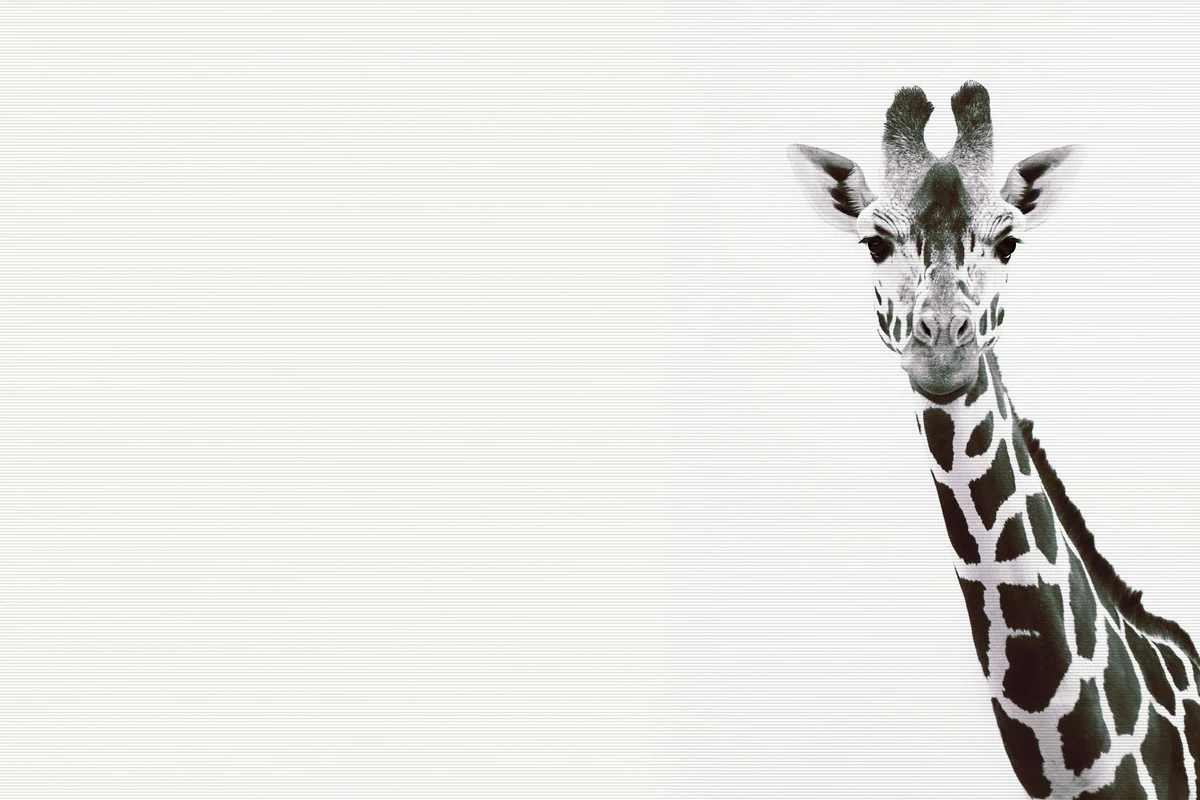 A.S. Création Leinwandbild "Giraffe Portrait - Wandbild Schwarz Weiß Keilra günstig online kaufen