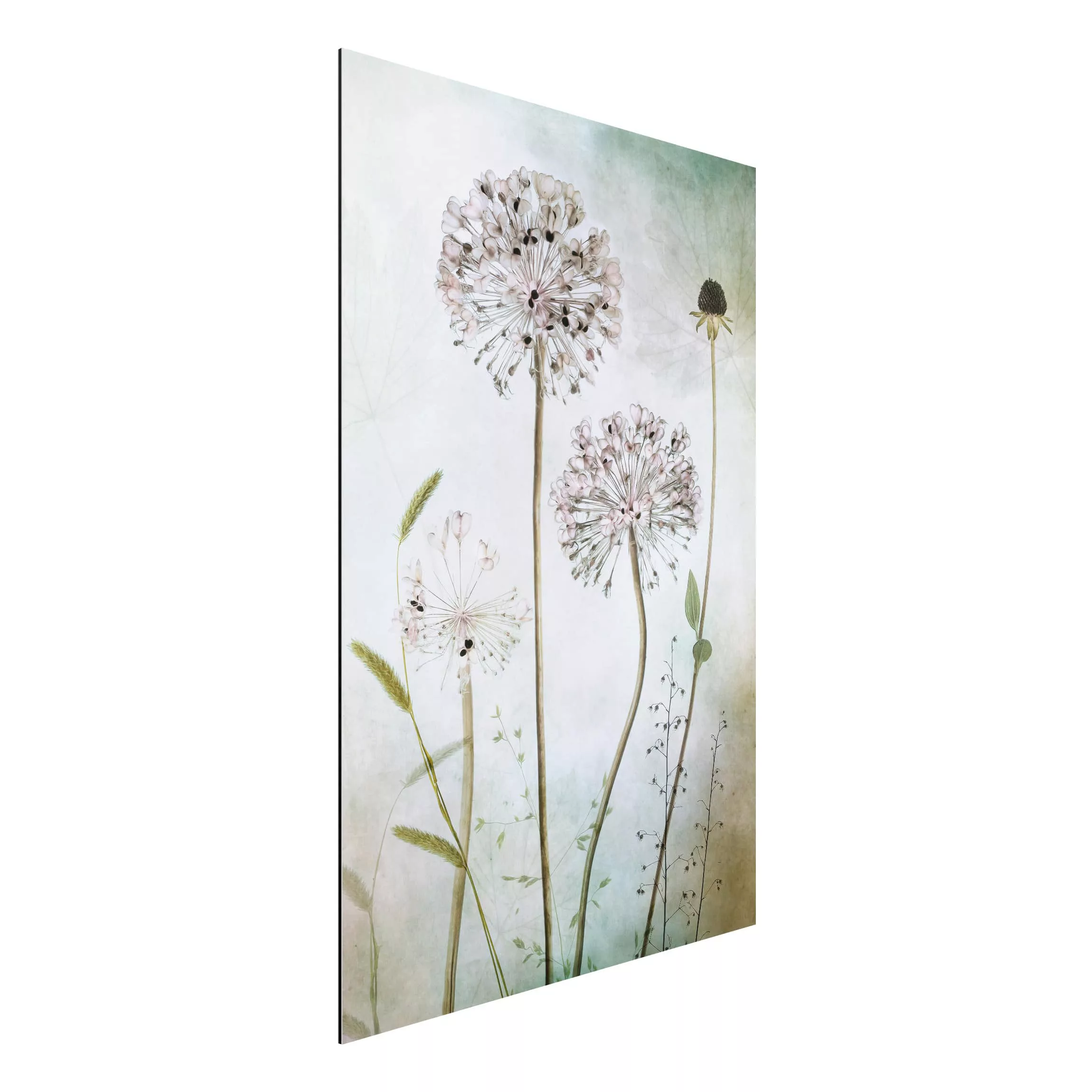 Alu-Dibond Bild Blumen - Hochformat 2:3 Lauchblüten in Pastell günstig online kaufen