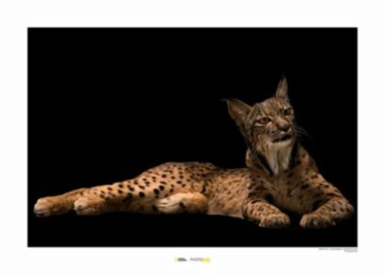 KOMAR Wandbild - Iberian Lynx - Größe: 70 x 50 cm mehrfarbig Gr. one size günstig online kaufen