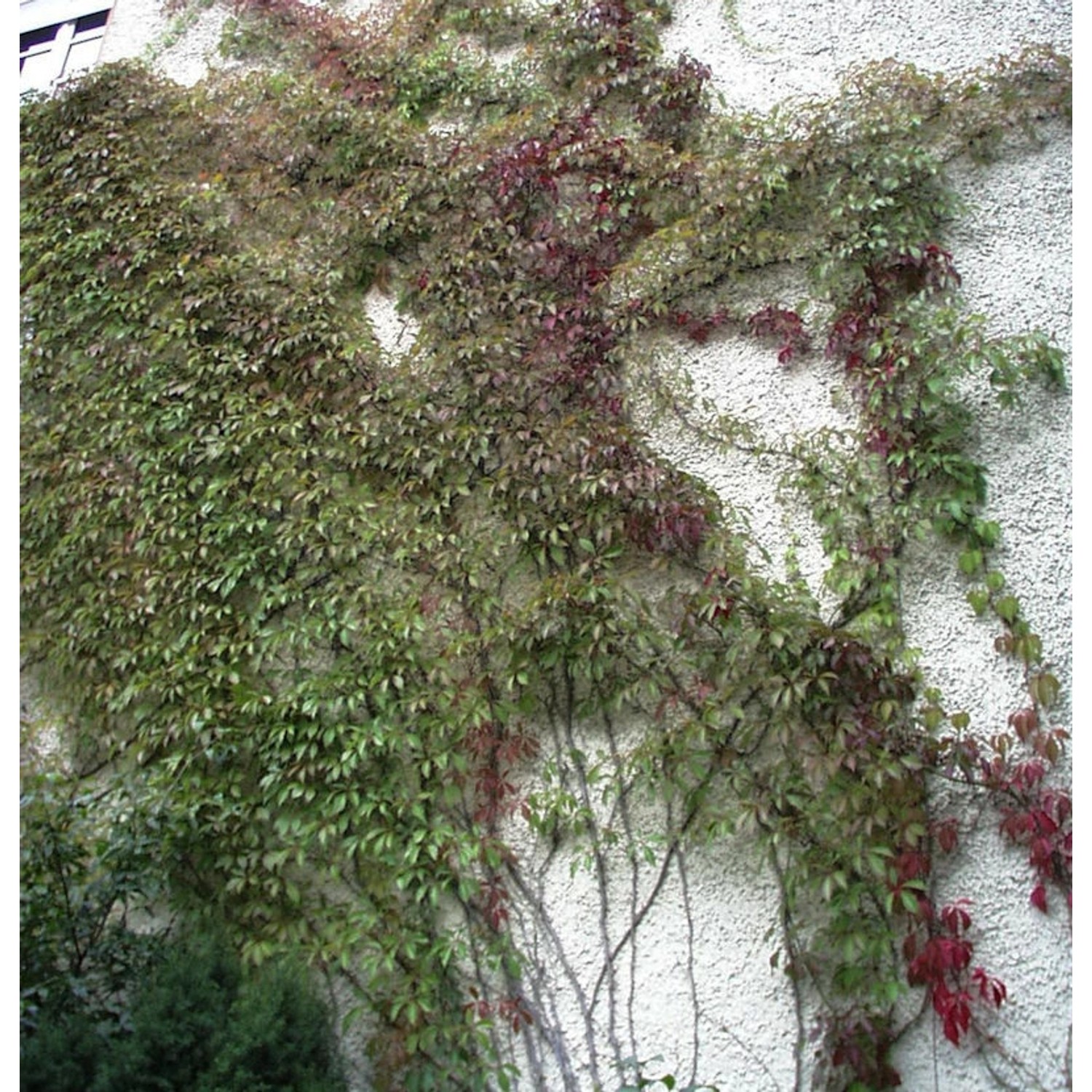 Mauerkatze Engelmann 80-100cm - Parthenocissus quinquefolia günstig online kaufen