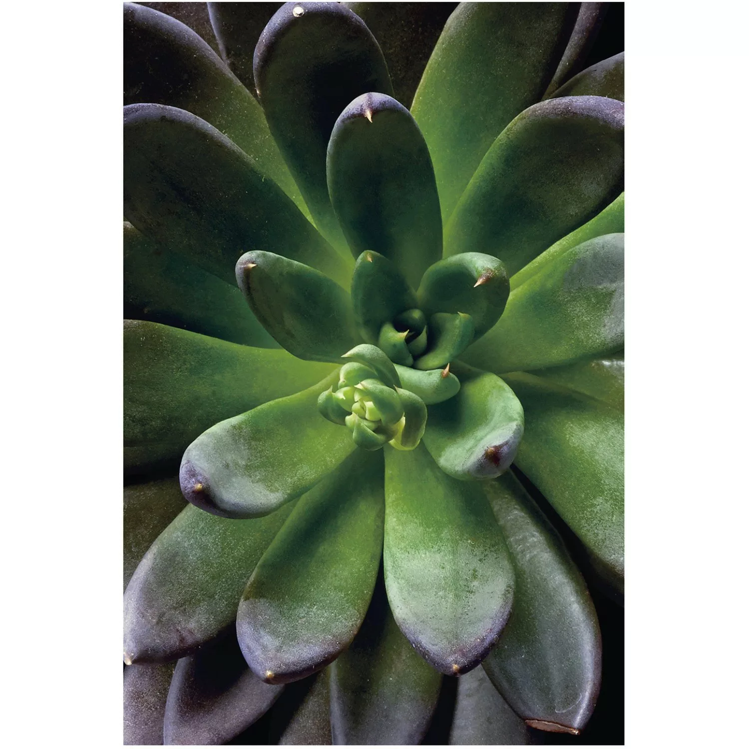 Komar Poster "Succulent Single", Pflanzen-Blätter, (1 St.), Kinderzimmer, S günstig online kaufen
