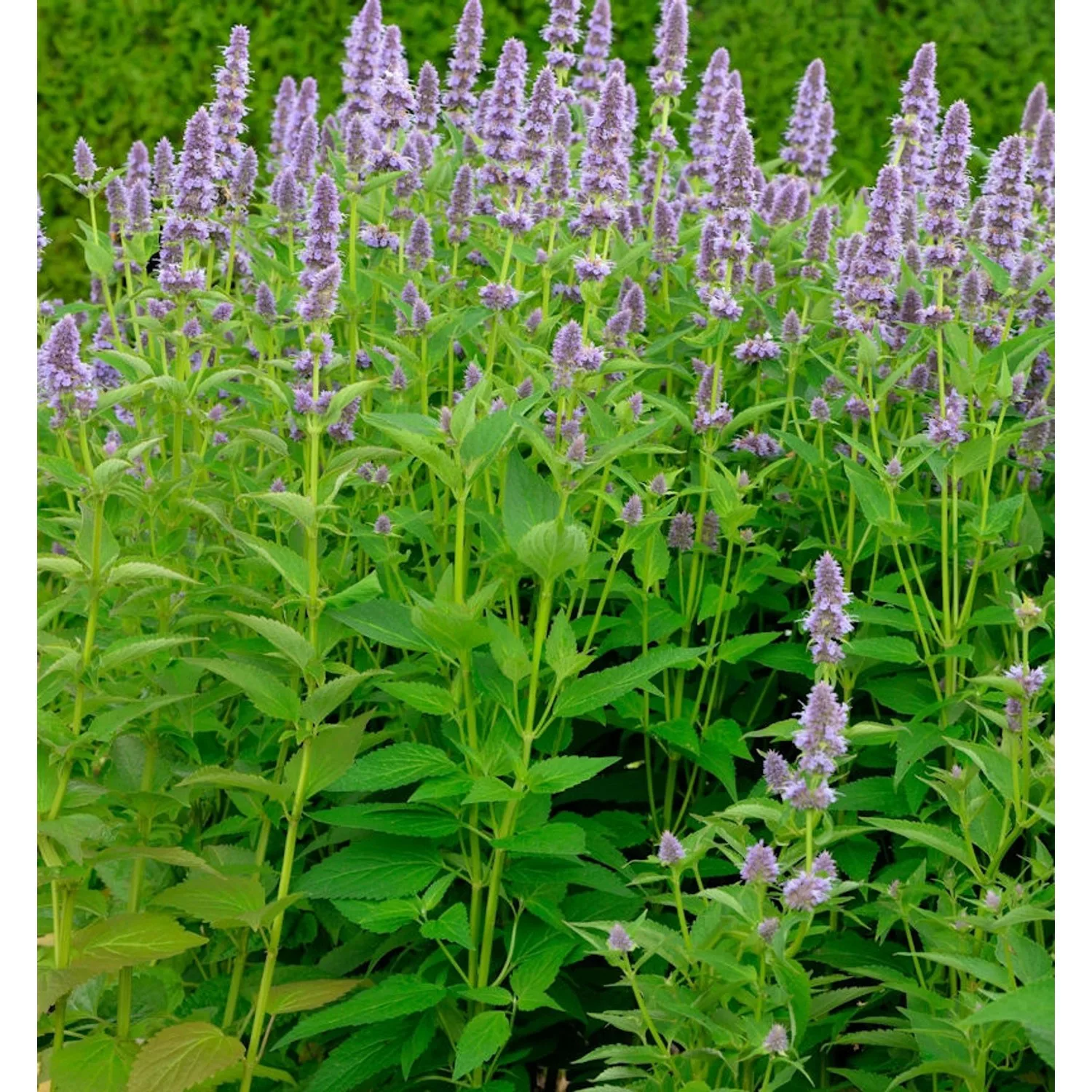 Duftnessel Ayala - Agastache cultorum günstig online kaufen