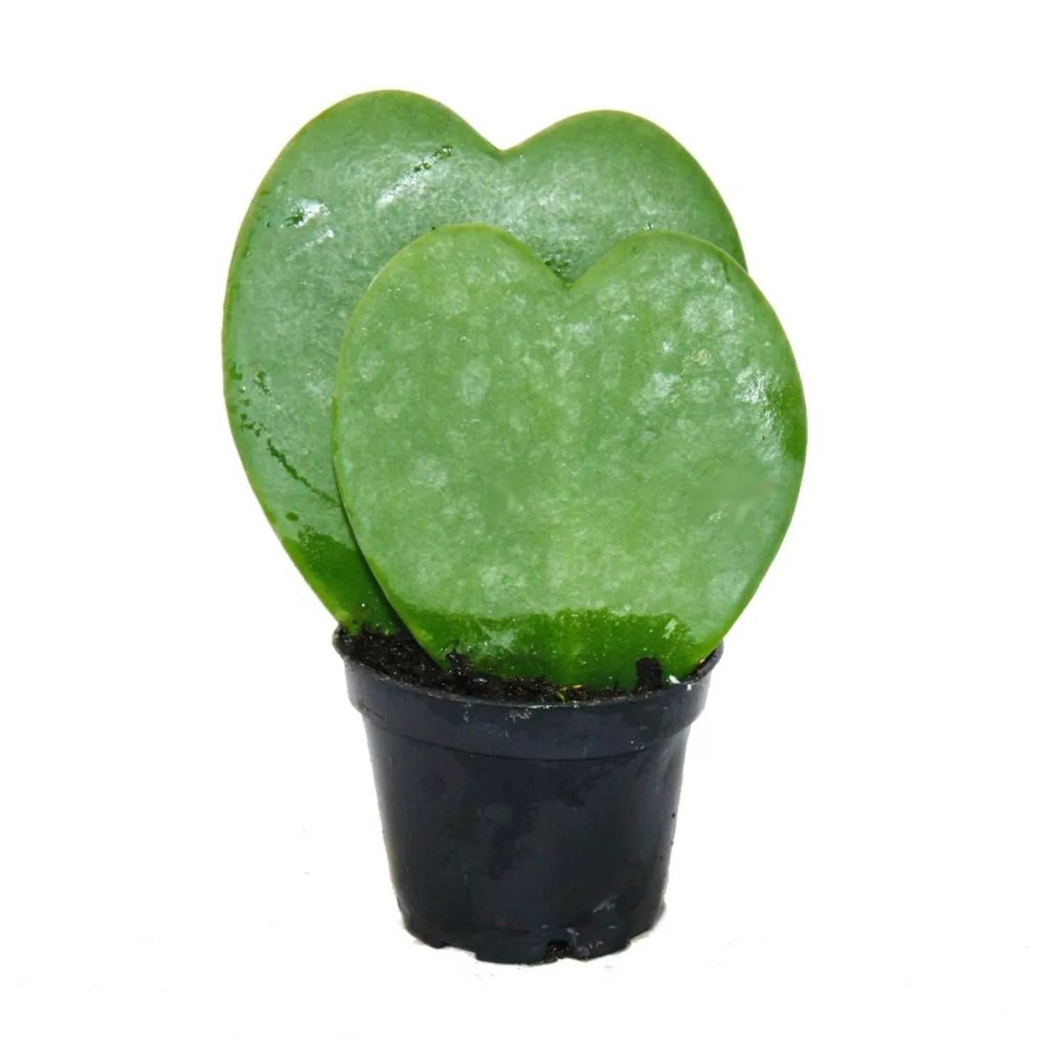 Exotenherz Hoya Kerii Herzblatt-Pflanze Herzpflanze Oder Kleiner Liebling D günstig online kaufen