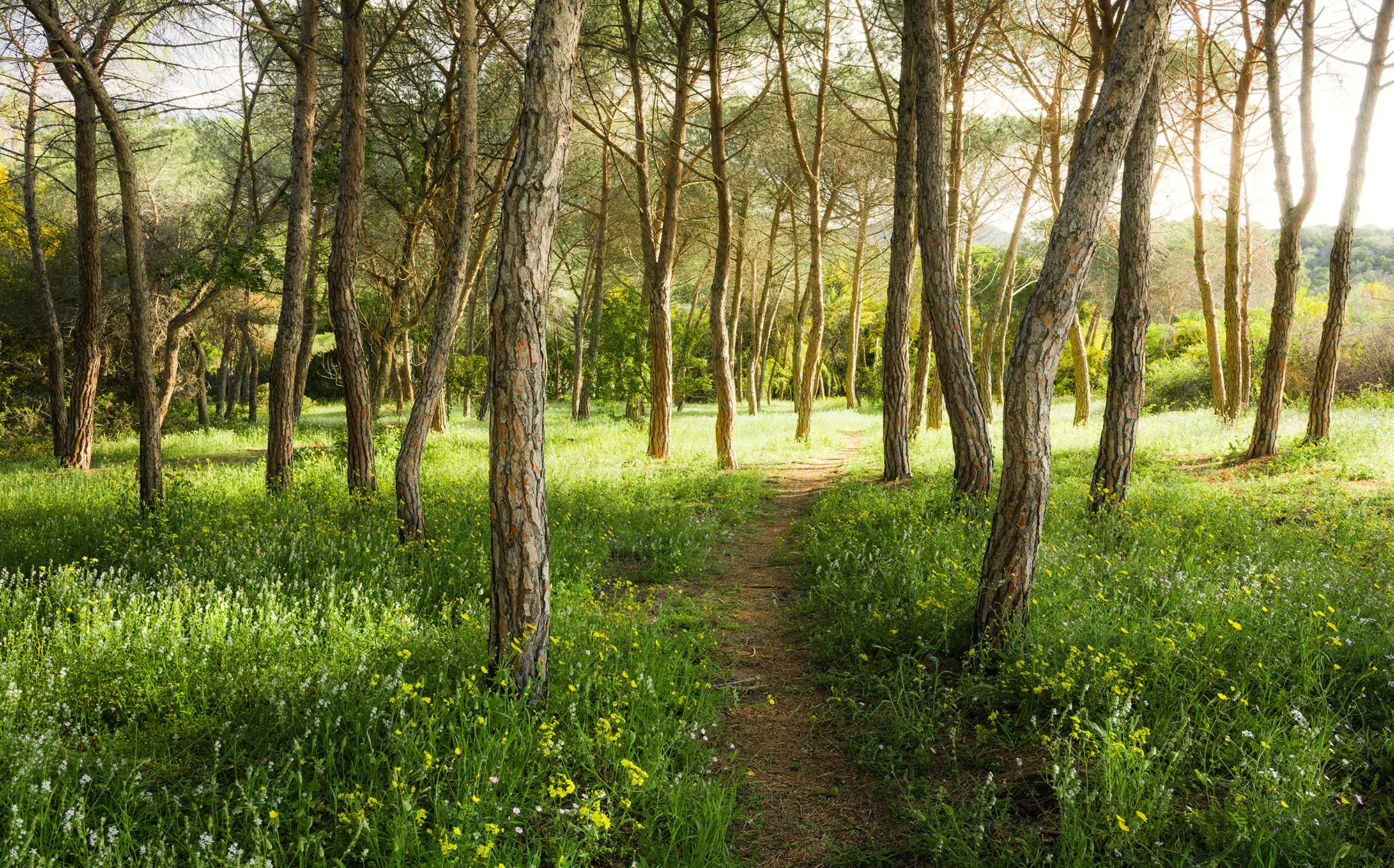 Komar Fototapete Blütenzauberwald B/L: ca. 450x280 cm günstig online kaufen