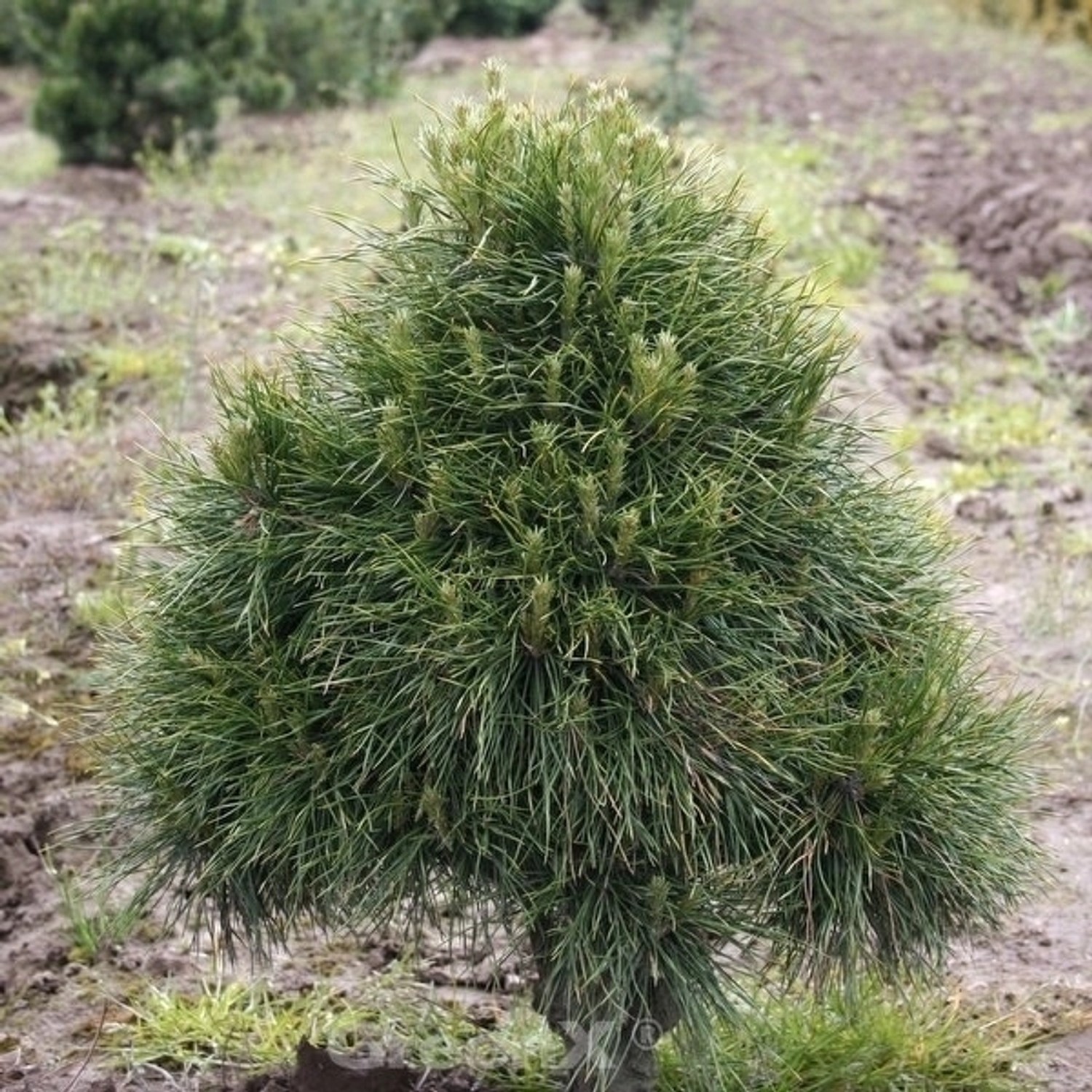 Kugelige Zwerg Kiefer Globosa Viridis 80-100cm - Pinus sylvestris günstig online kaufen