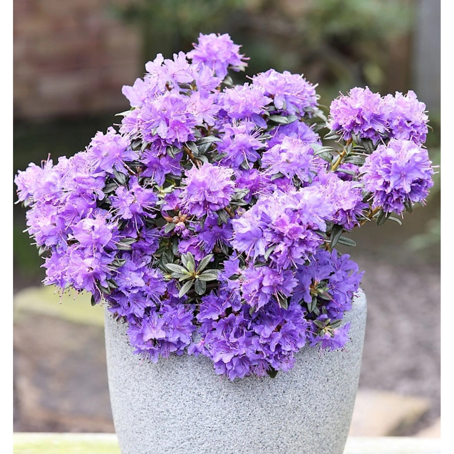 Zwerg Rhododendron Ronny 20-25cm - Rhododendron impeditum - Zwerg Alpenrose günstig online kaufen