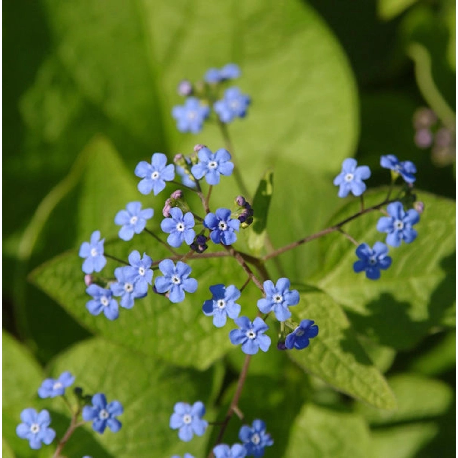 Kaukasus Vergißmeinnicht - Brunnera macrophylla günstig online kaufen