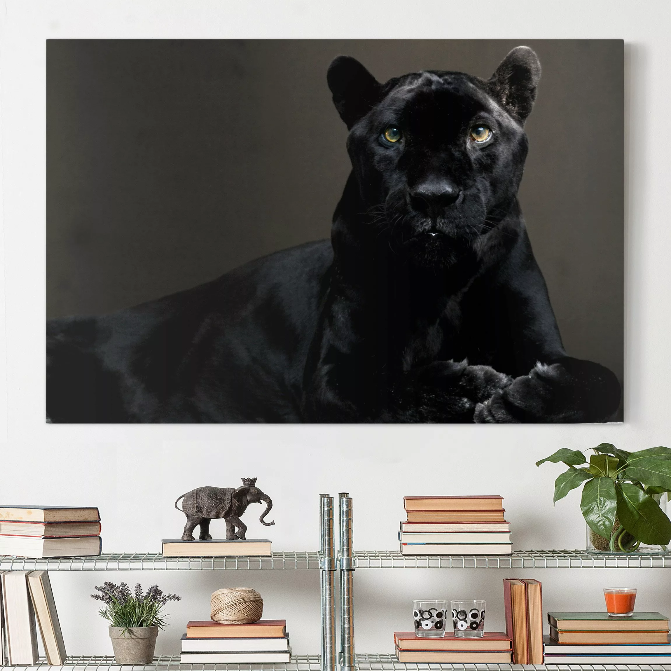 Leinwandbild Tiere - Querformat Black Puma günstig online kaufen