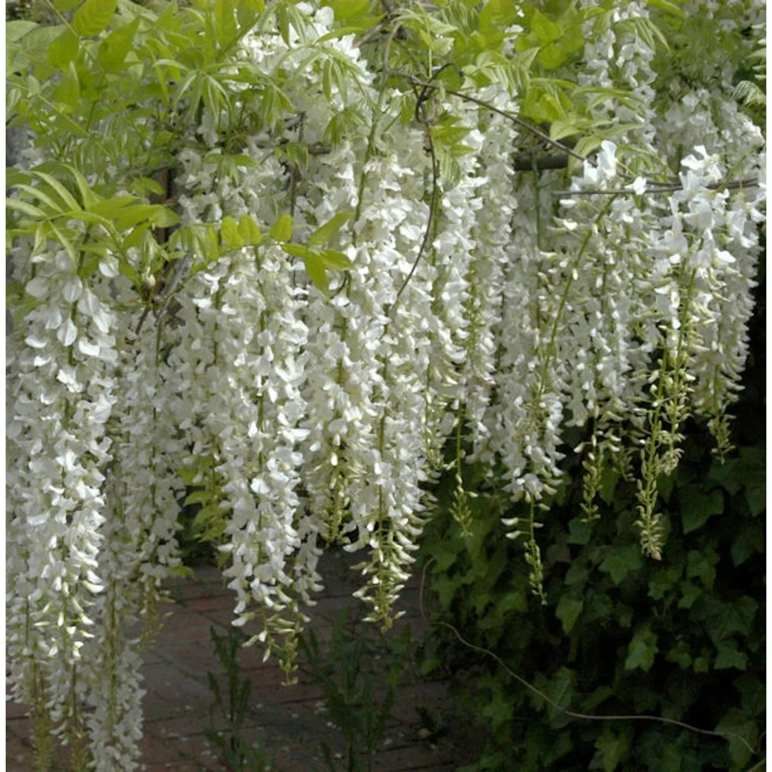 Weißer Chinesischer Blauregen 40-60cm - Wisteria sinensis günstig online kaufen