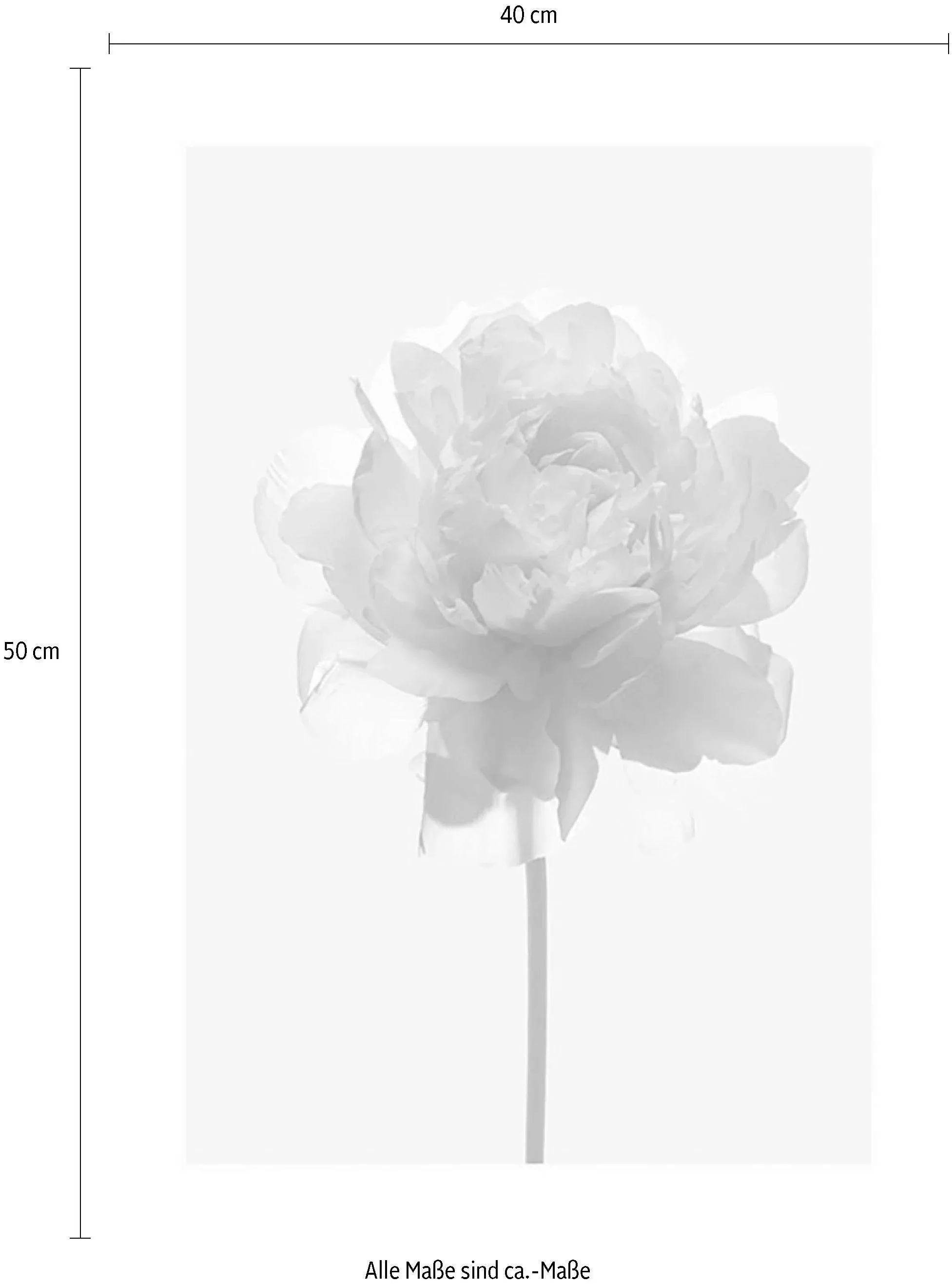 Komar Poster "Rose", Blumen, (1 St.) günstig online kaufen