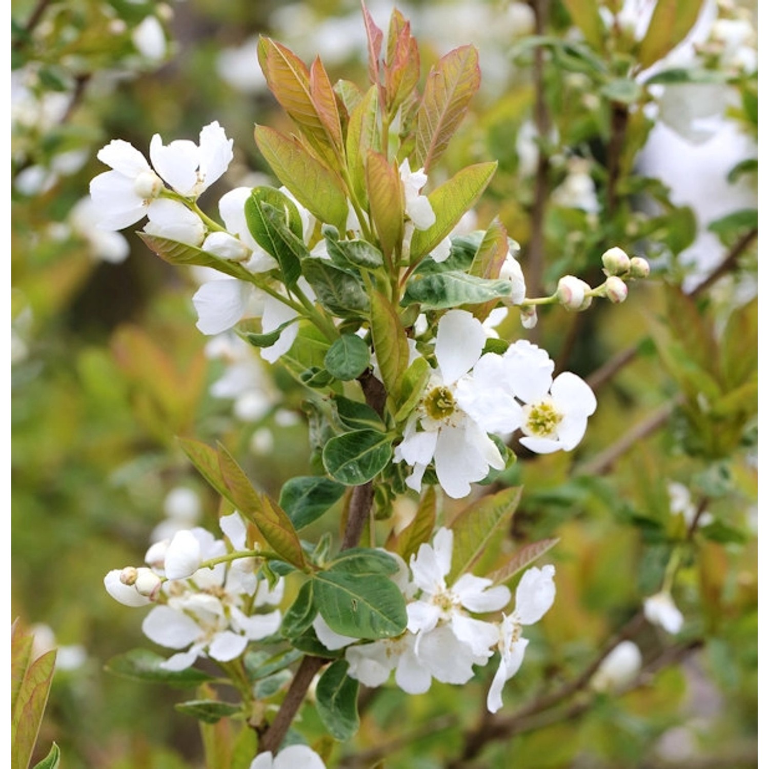 Prachtspiere Snow White 80-100cm - Exochorda serratifolia günstig online kaufen