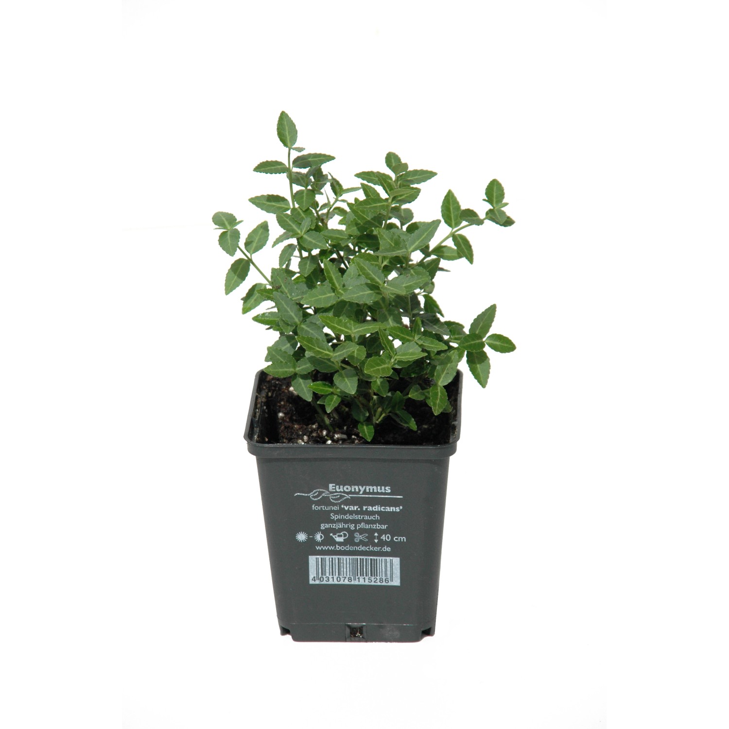 Spindelstrauch Radicans Topf-Ø ca. 9 cm Euonymus fortunei günstig online kaufen